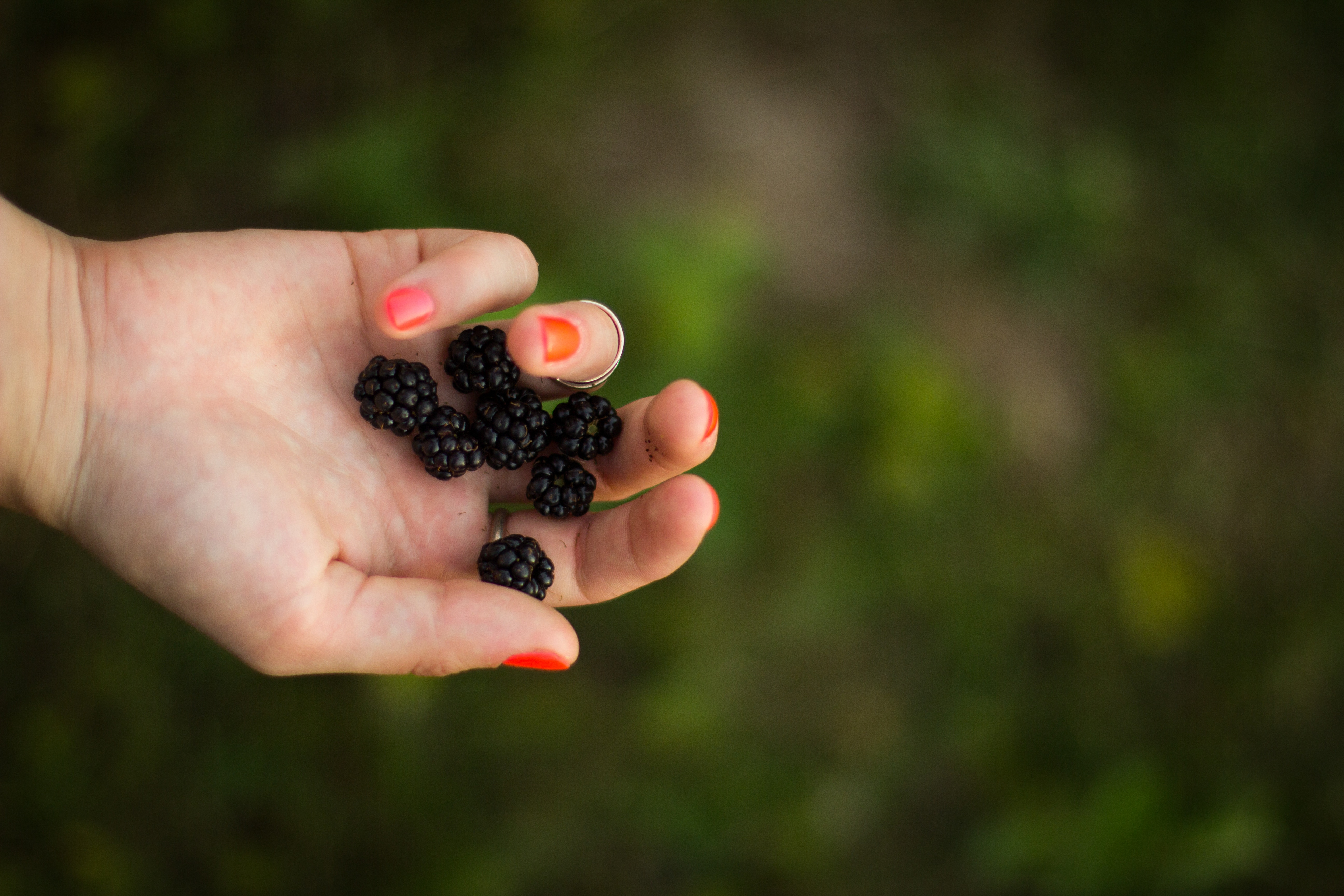 Berries in hand photo
