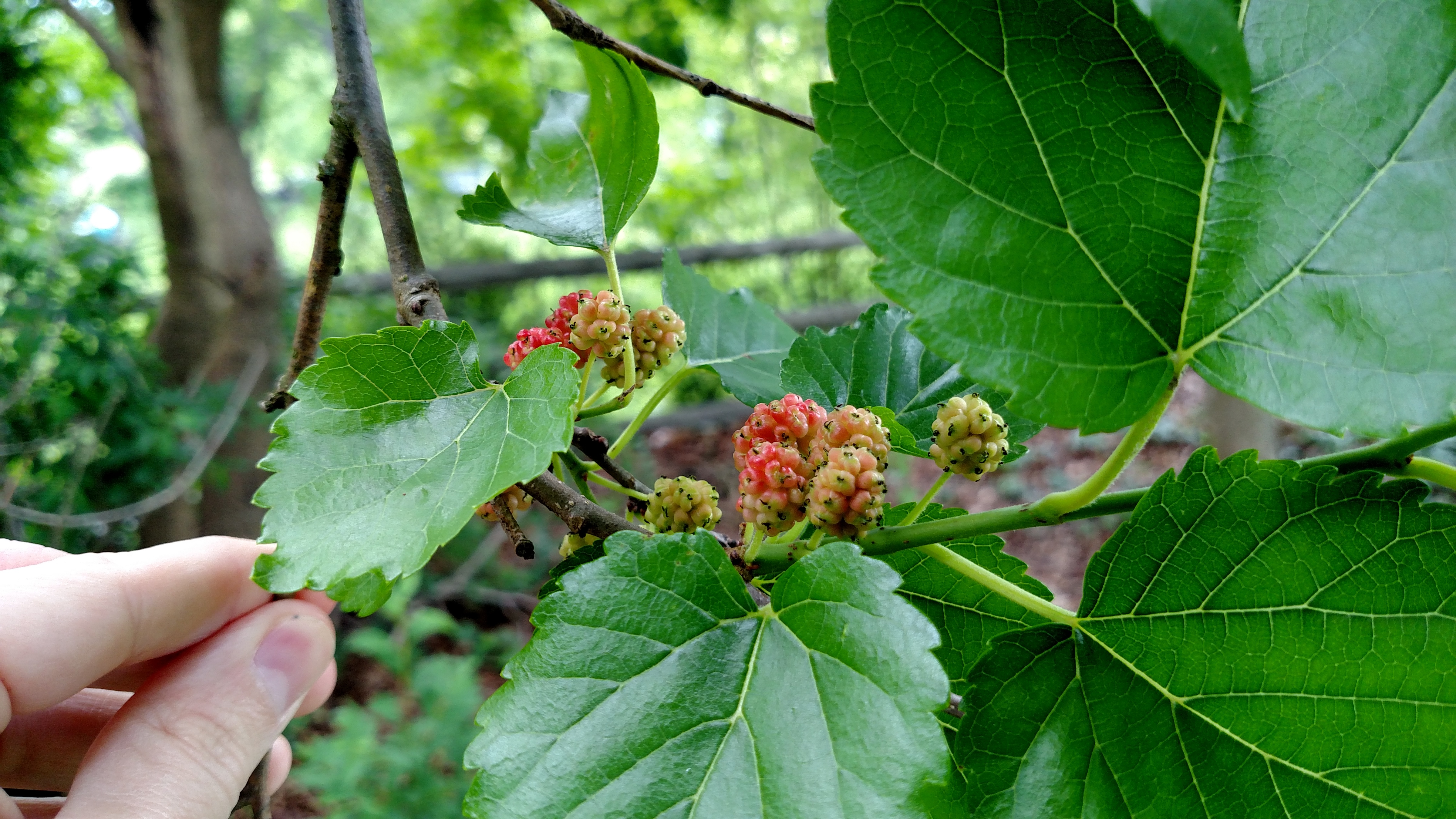 Berry Tree Identification - Ask an Expert