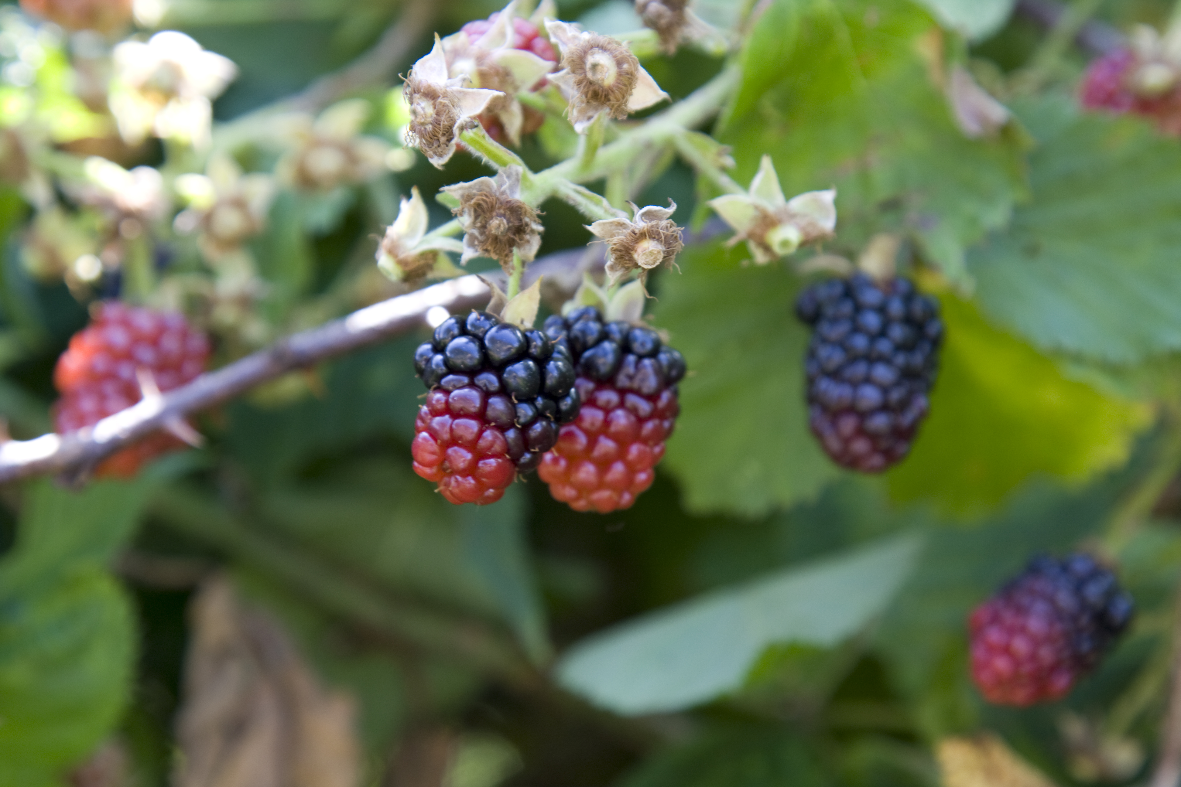 Blackberries! by George Hedgepeth - Blackberries in Michigan, Great ...