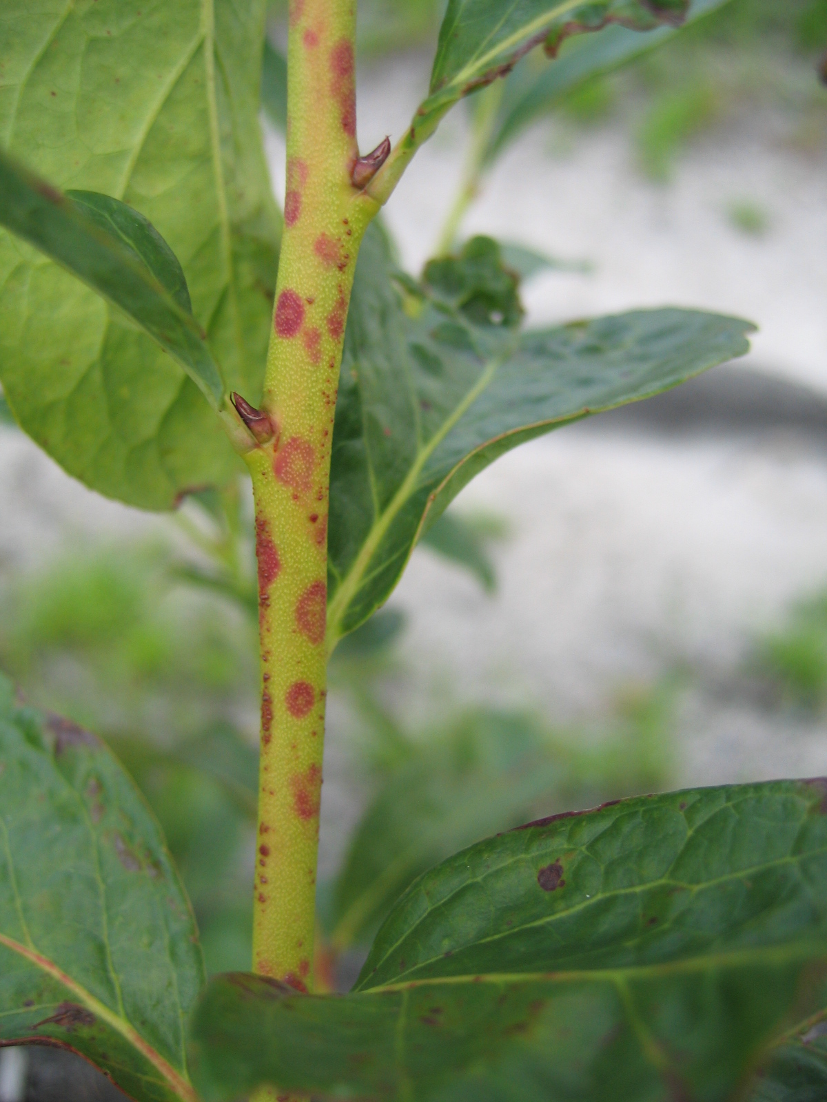 The NC Blueberry Journal: Scouting fields for blueberry red ringspot ...