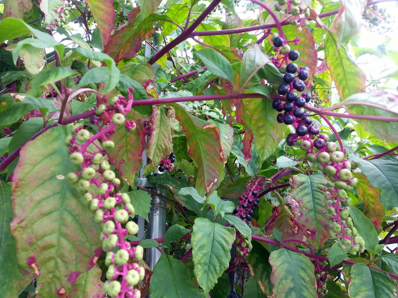 Ben's Journal: Name that Plant: Red Stems with Clusters of Berries ...