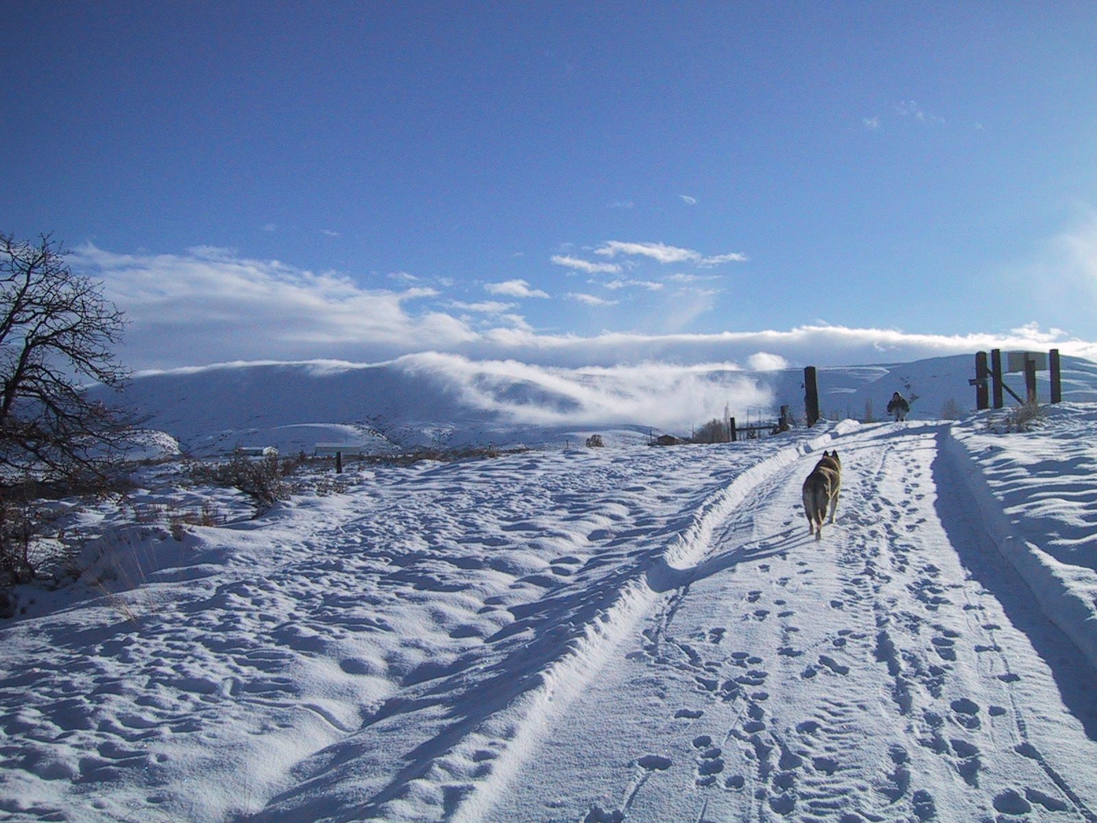 Gratis afbeelding: Lone, hond, wandelingen, besneeuwde, weg