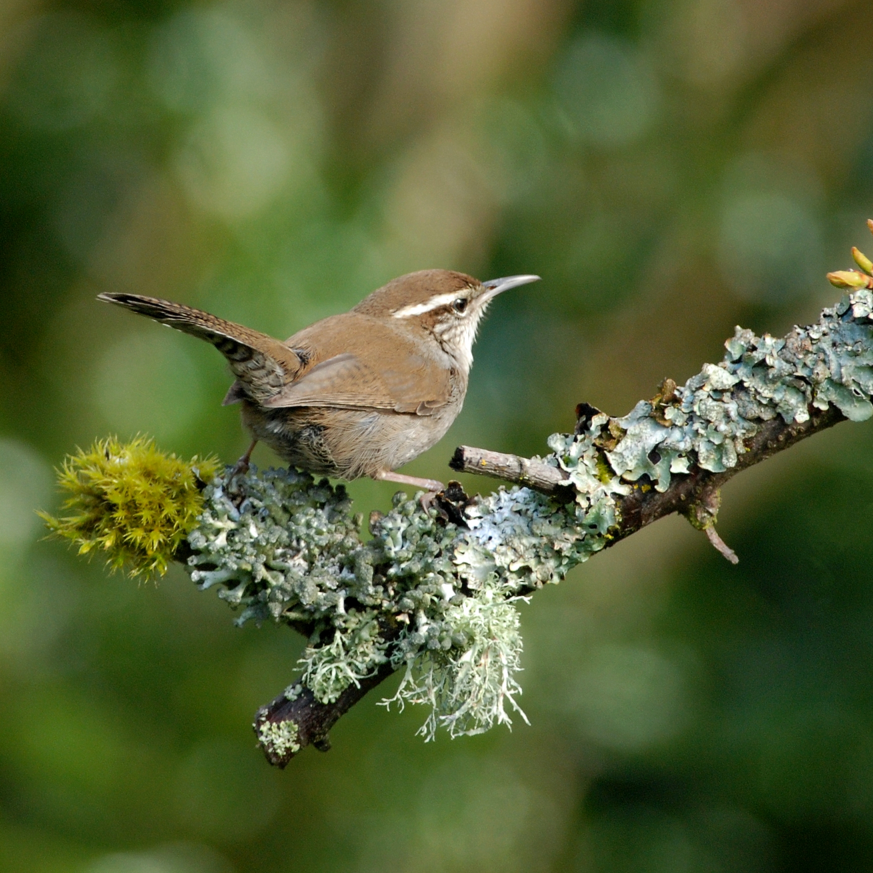 All About Bewick's Wren