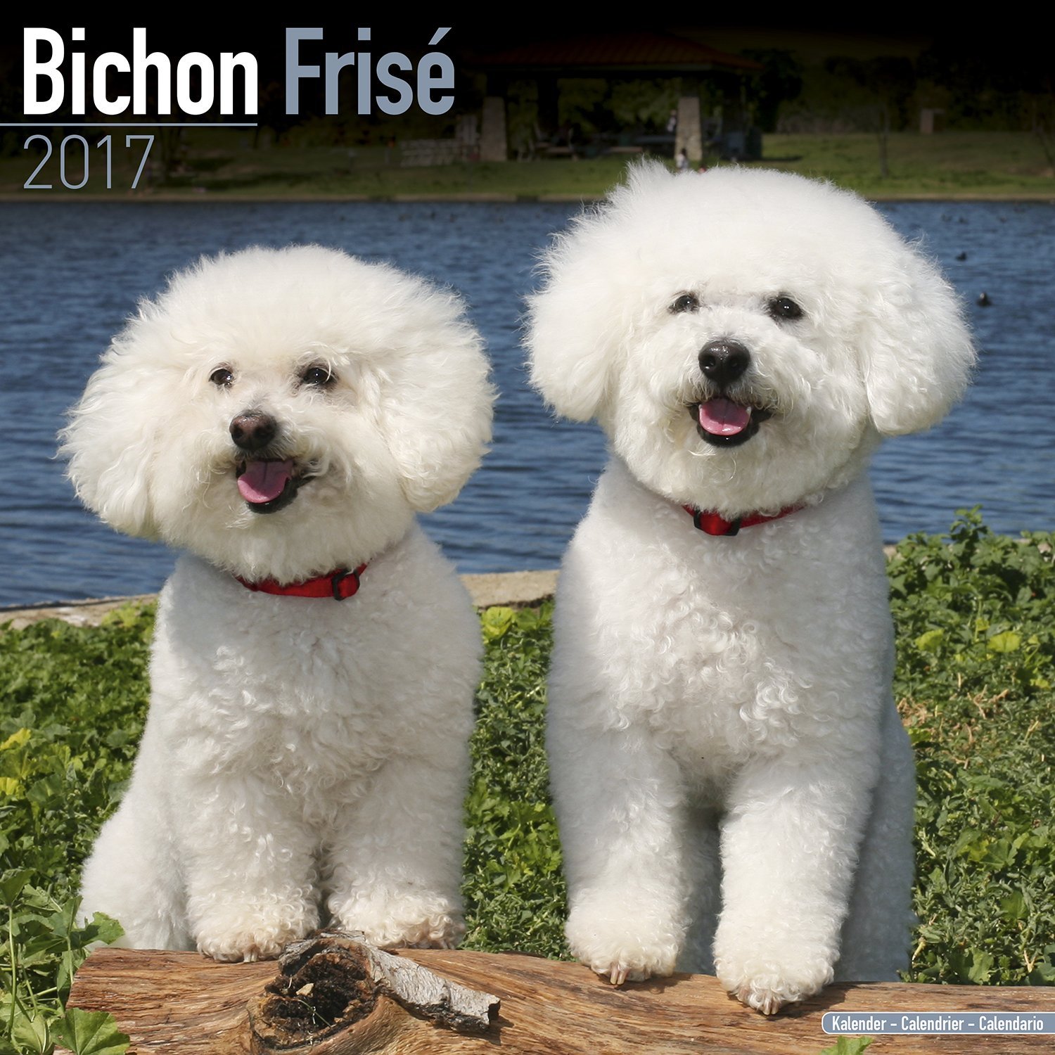 Bichon Calendar 2017 - Bichon Frise - Dog Breed Calendars - 2016 ...