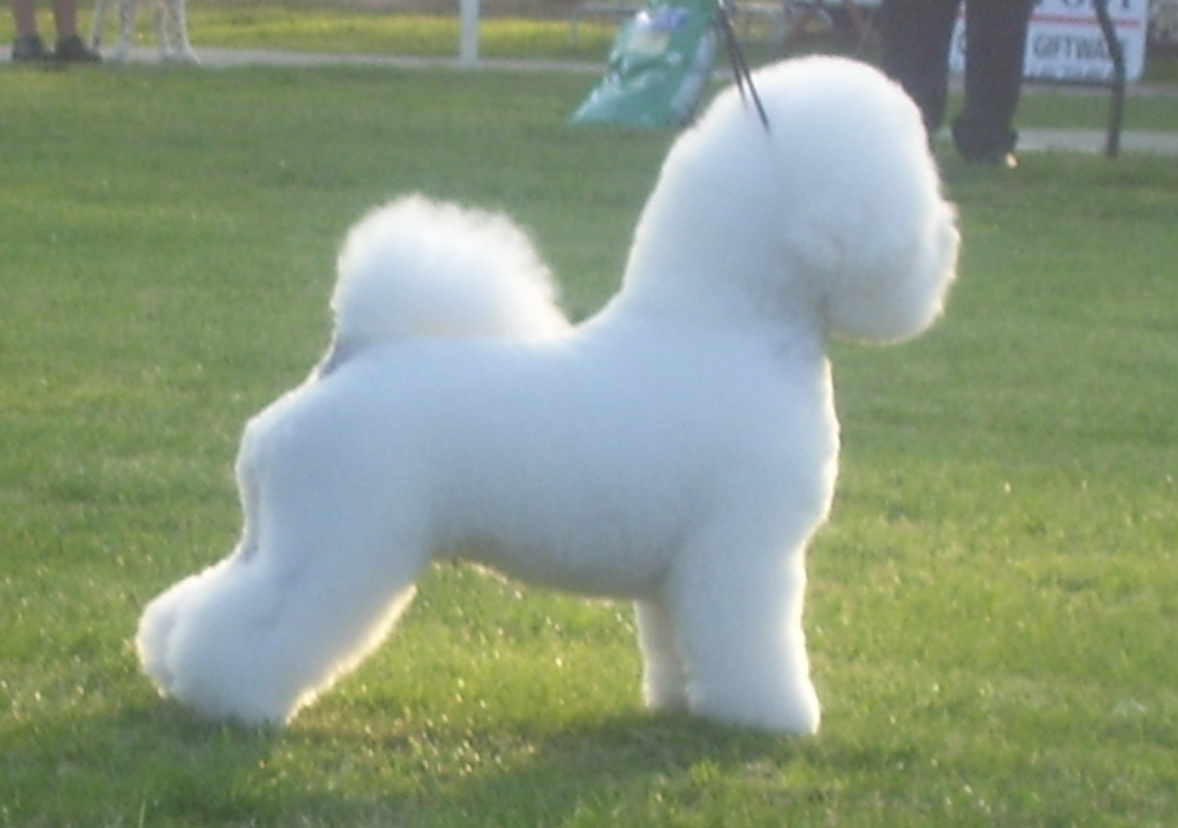 Index of /wp-content/gallery/bichon-frise