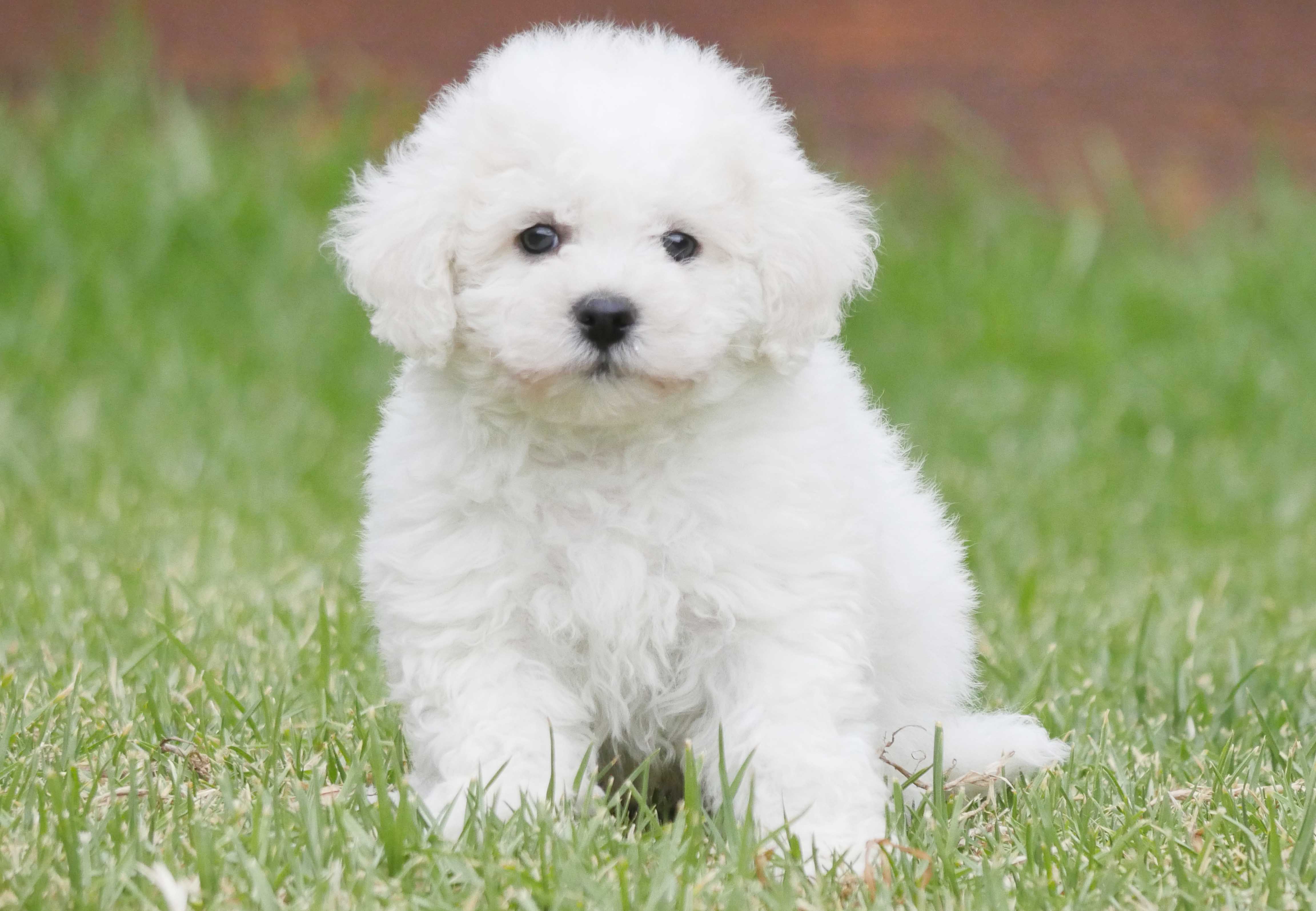 bichon frise soft toy