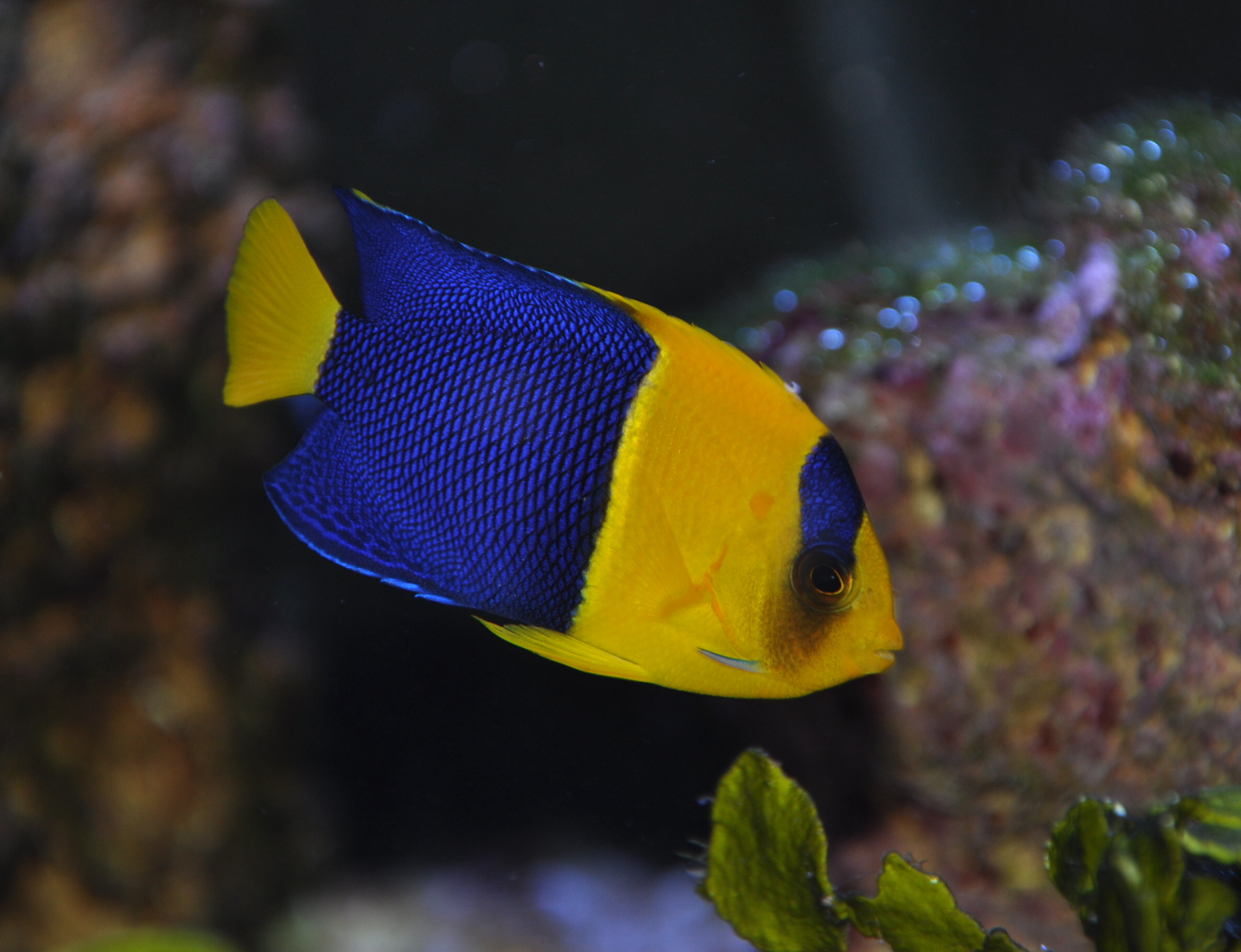 Image - Centropyge bicolor (Bicolor Angelfish) | BioLib.cz