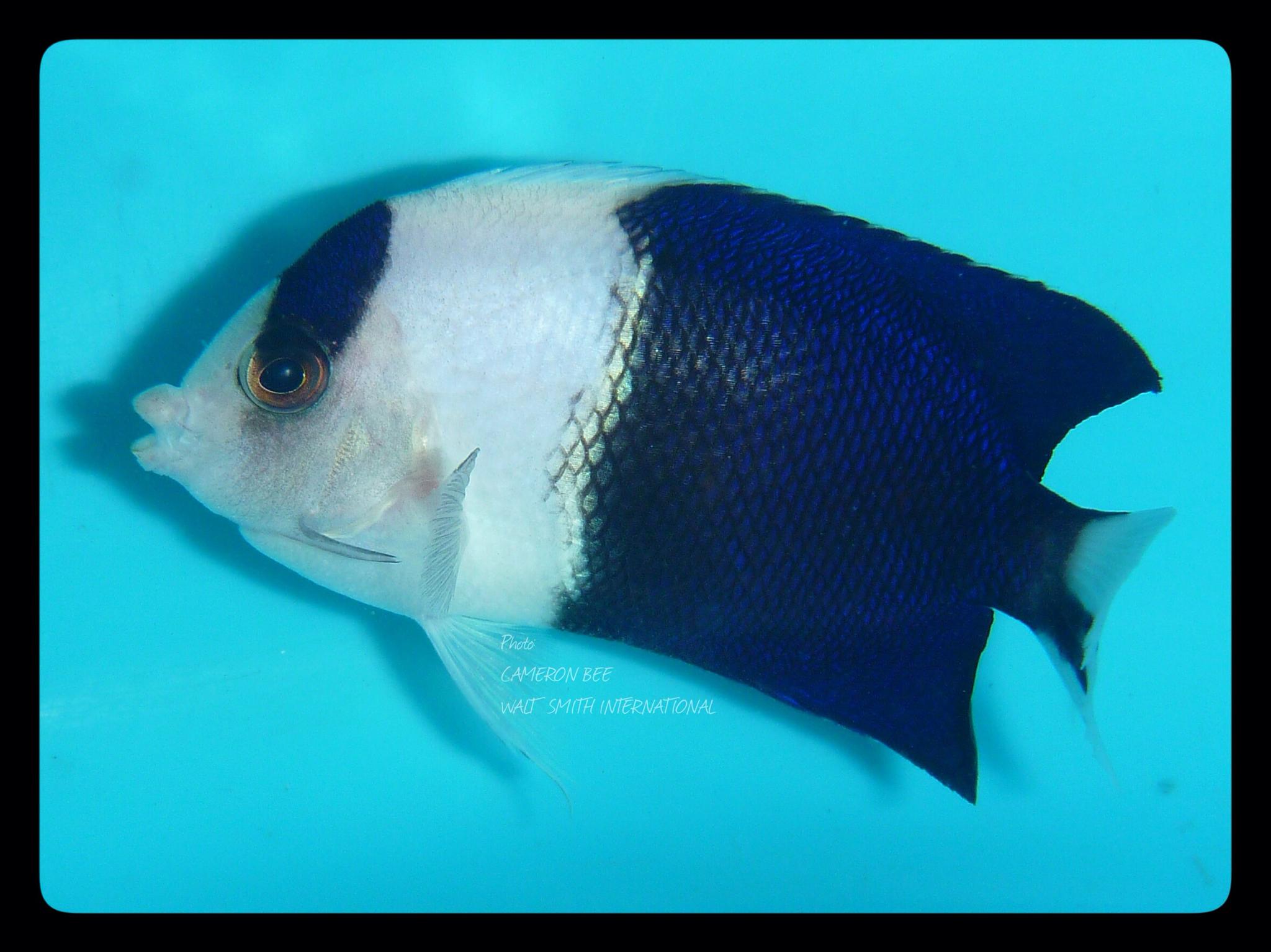 Half white 'Panda' bicolor angelfish collected by Walt Smith Fiji ...