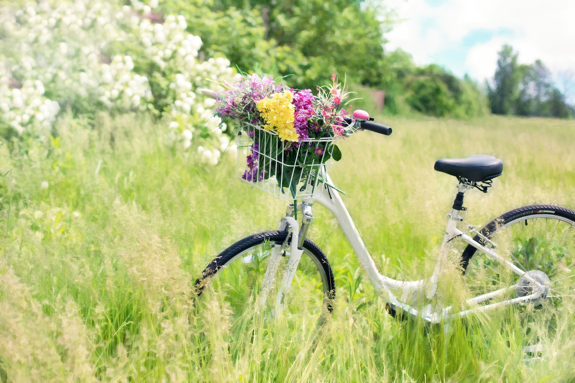 Bicycle in the field photo