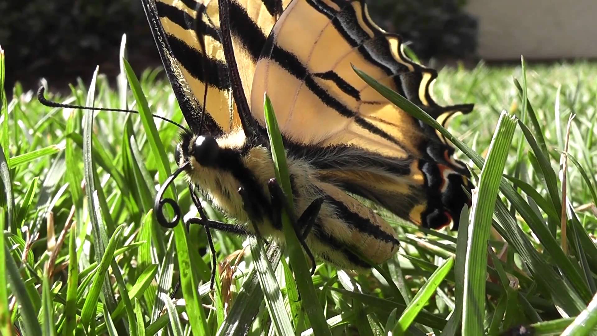 Big butterfly up close (HD) - YouTube