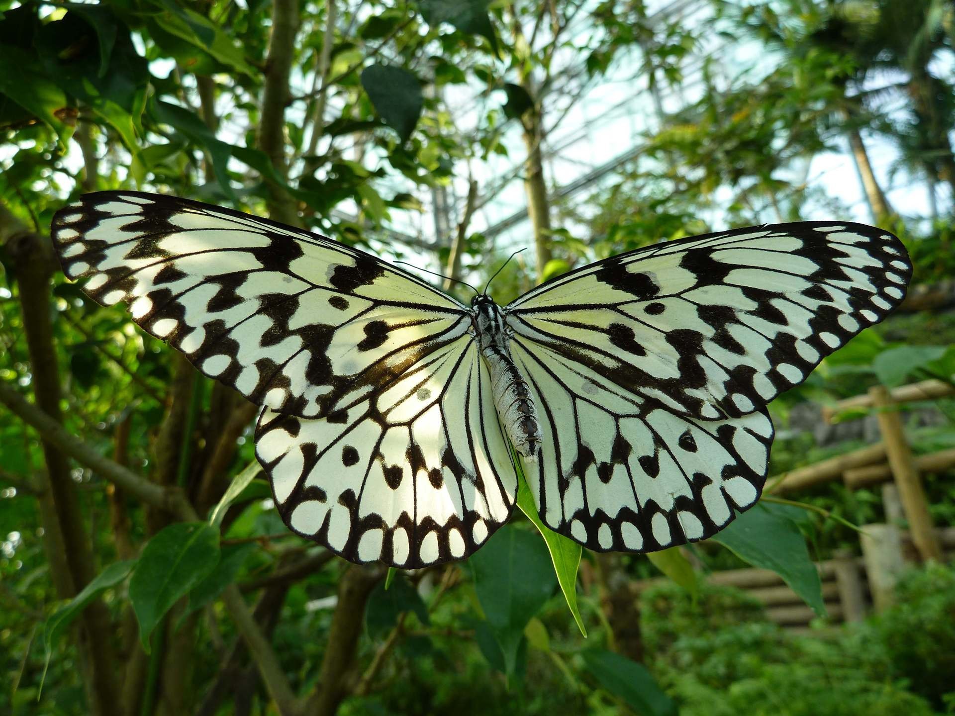 Big White Butterfly - Wallpaper #41620