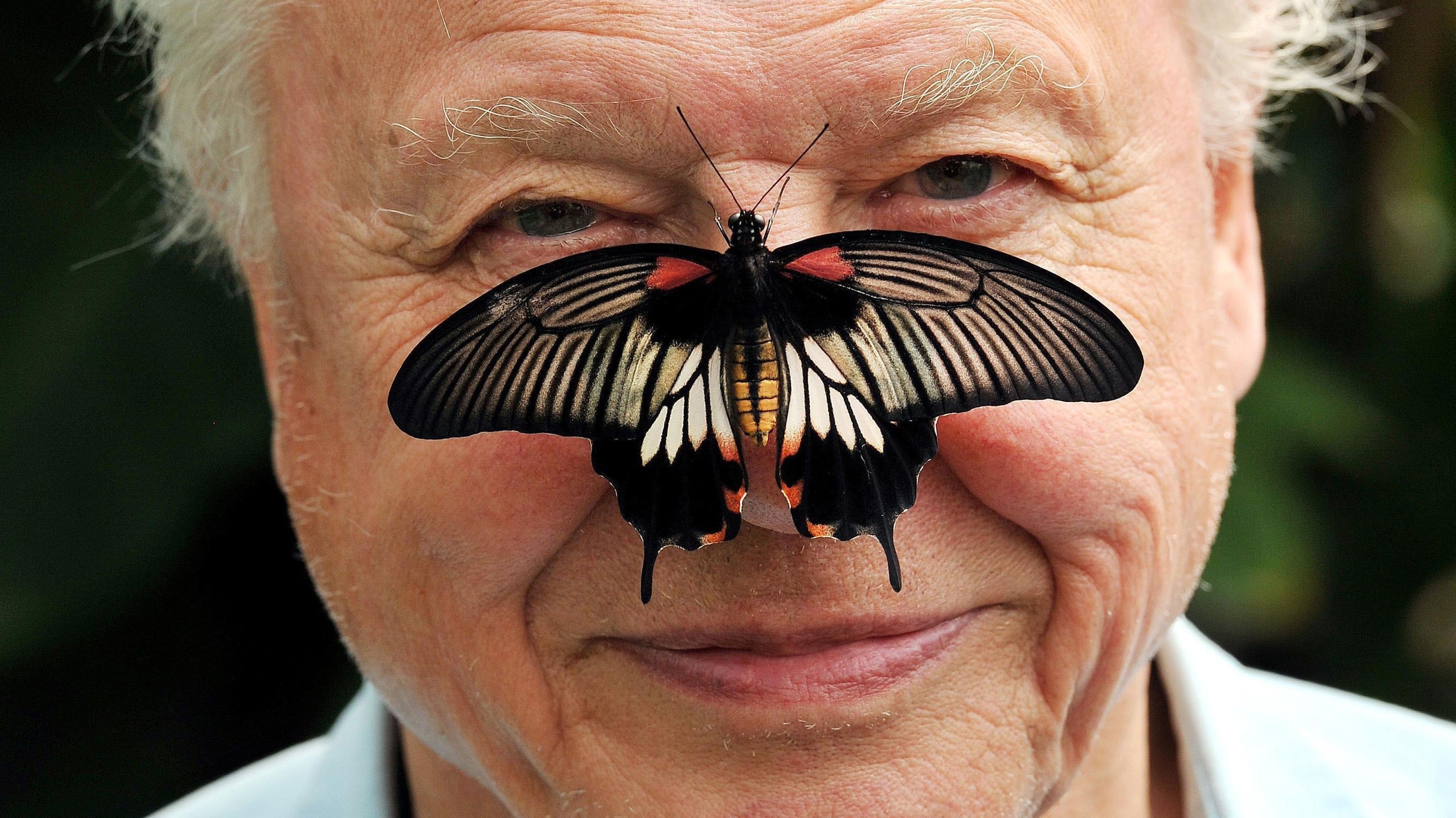 Sir David Attenborough wants us all involved in the Big Butterfly ...