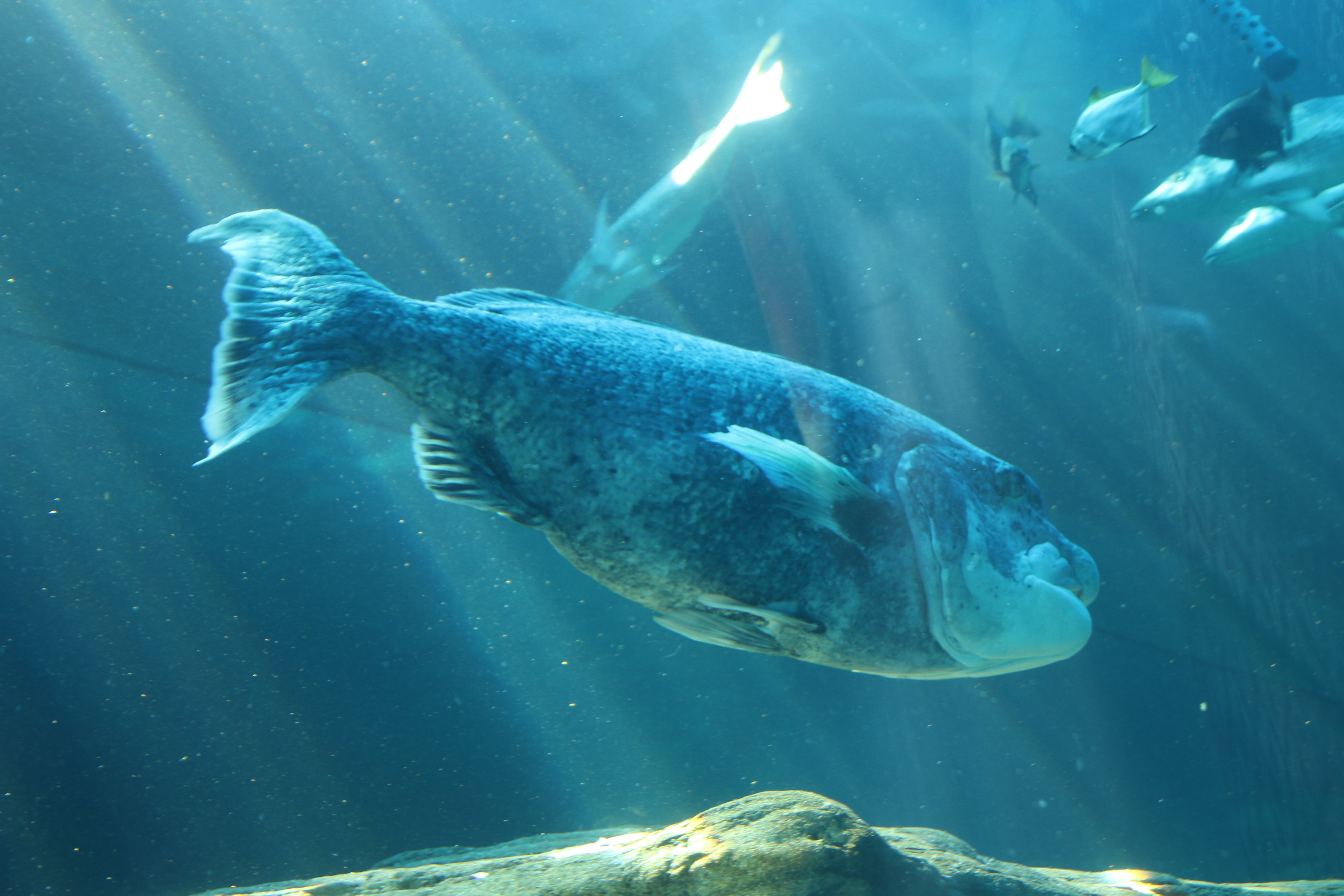 Free Photo Big Fish In The Sea Fish Nature Ocean Free Download 