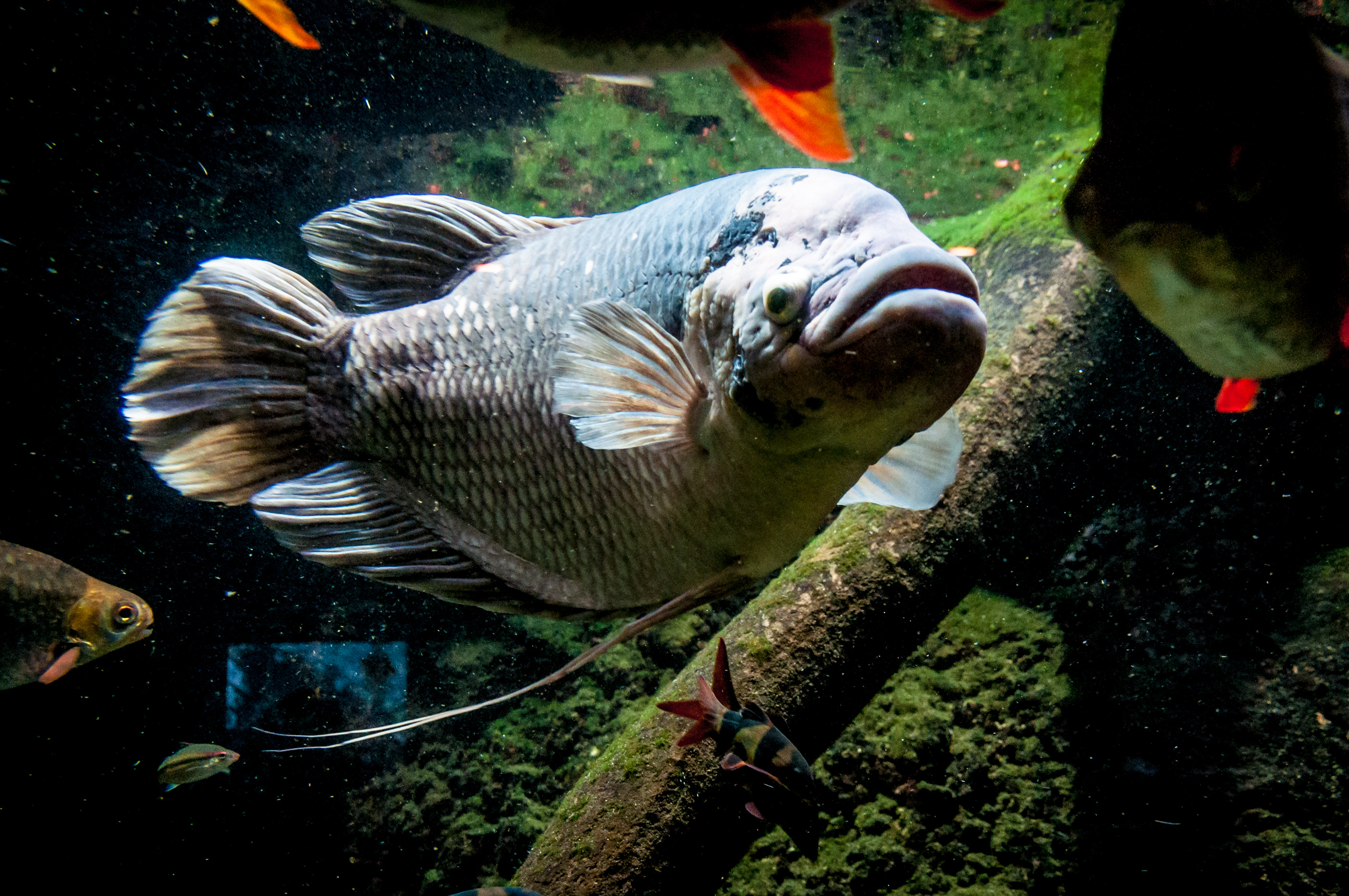 Big fish photo