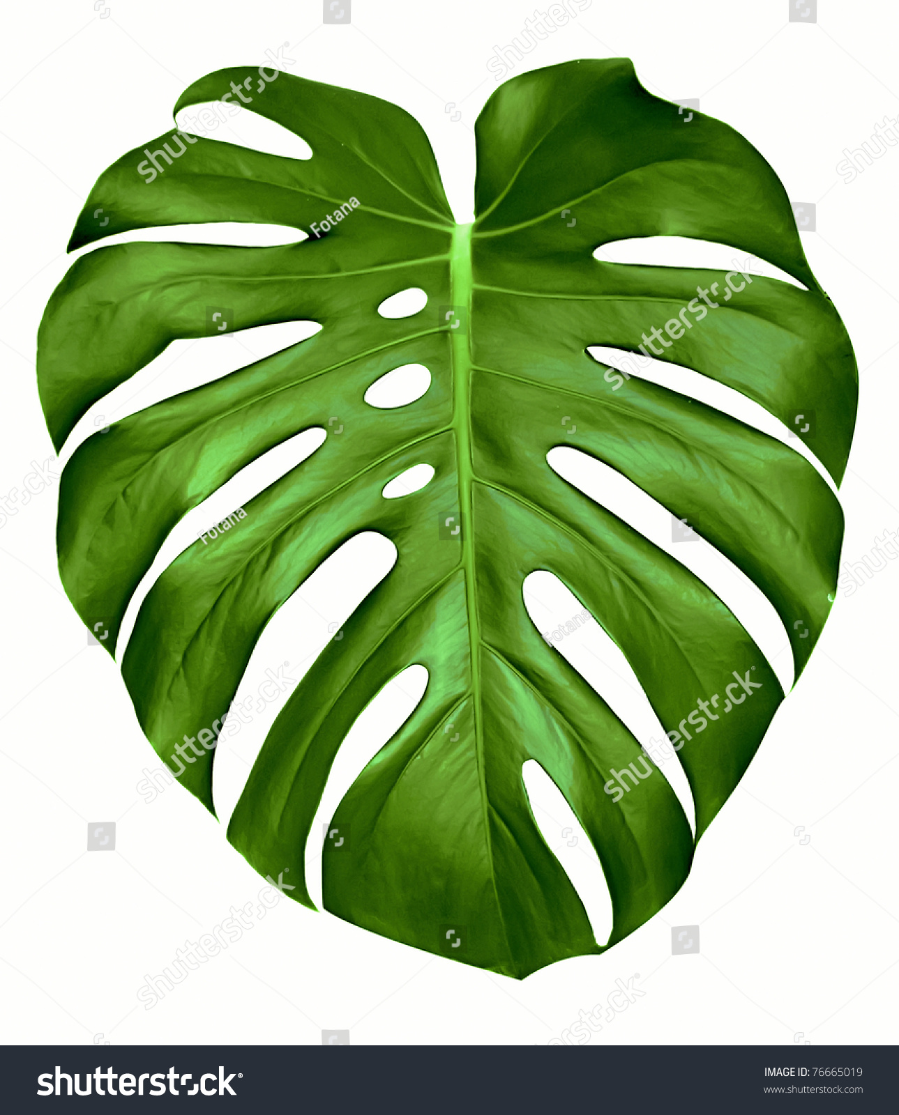 Big Green Leaf Monstera Plant Isolated Stock Photo (Download Now ...
