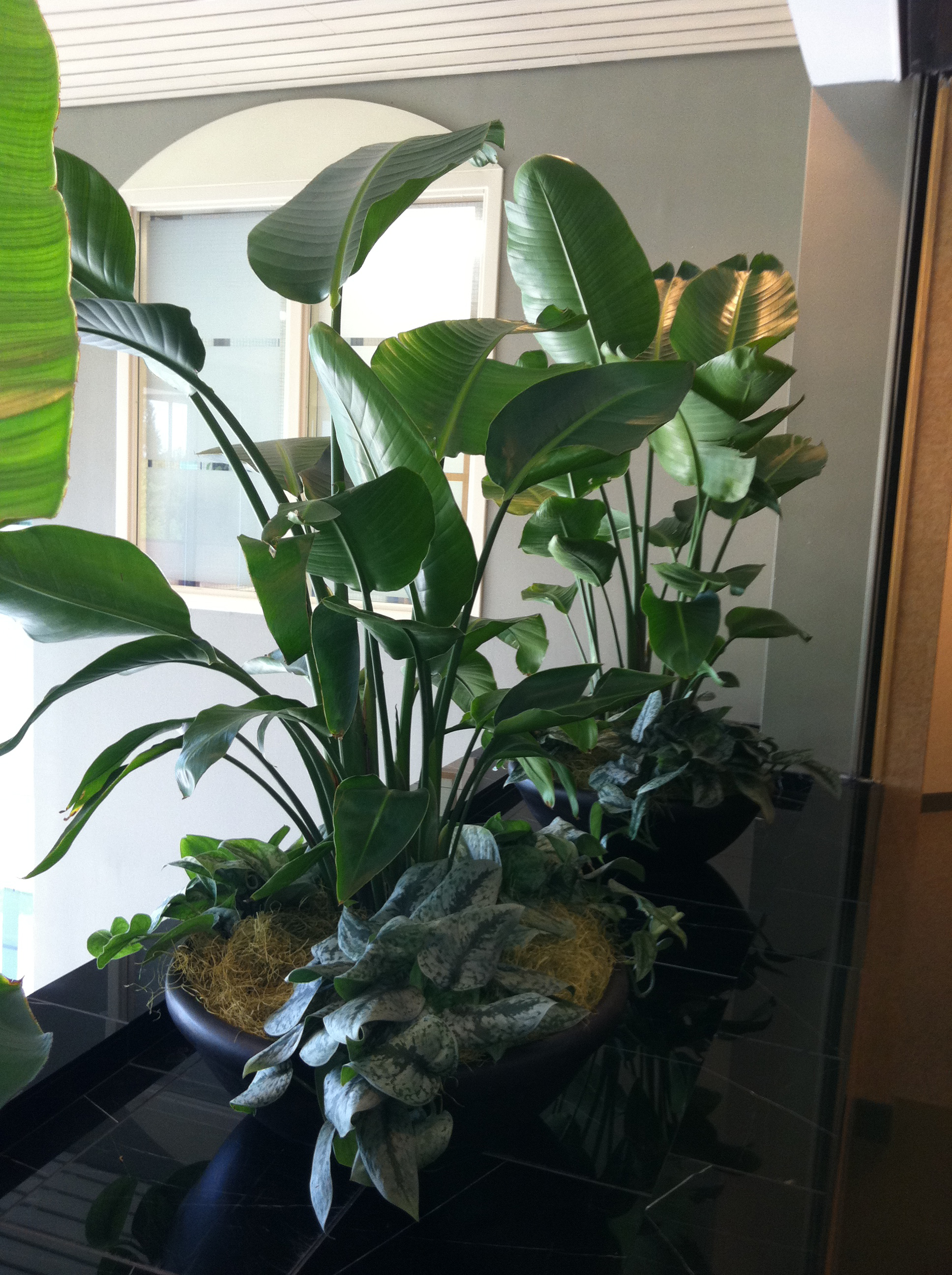 GPGB Supporters Help Prove the Science of Indoor Plants | Foliage ...