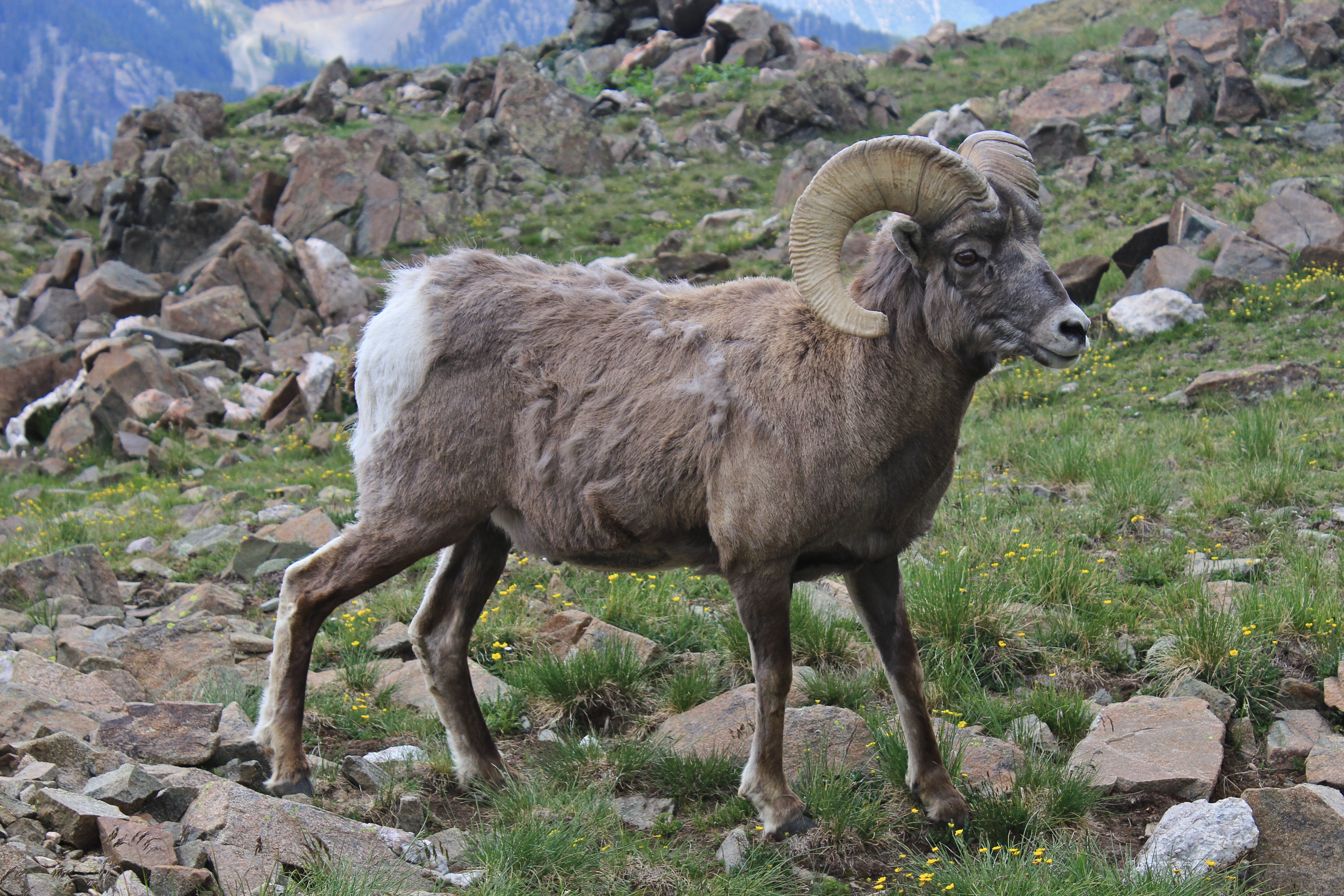 File:New Mexico Bighorn Sheep.JPG - Wikimedia Commons