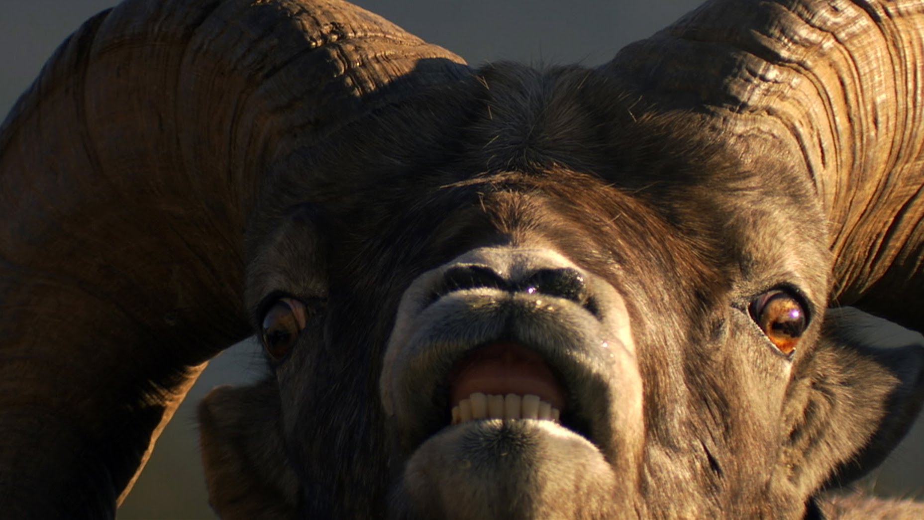 Bighorn Rams Collide Head-On | North America - YouTube