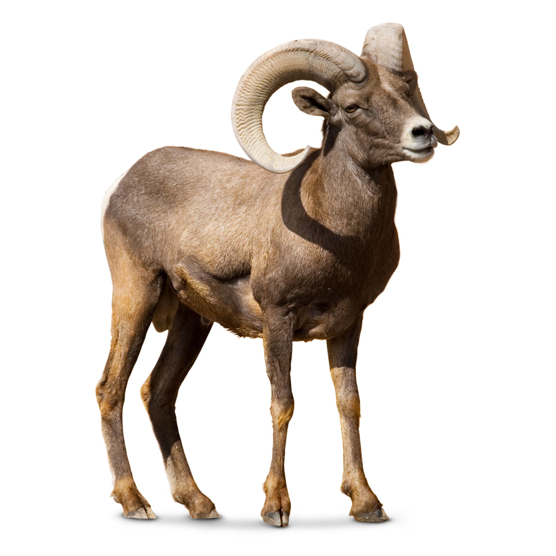 Bighorn Sheep Facts | Bighorn Sheep For Kids | DK Find Out