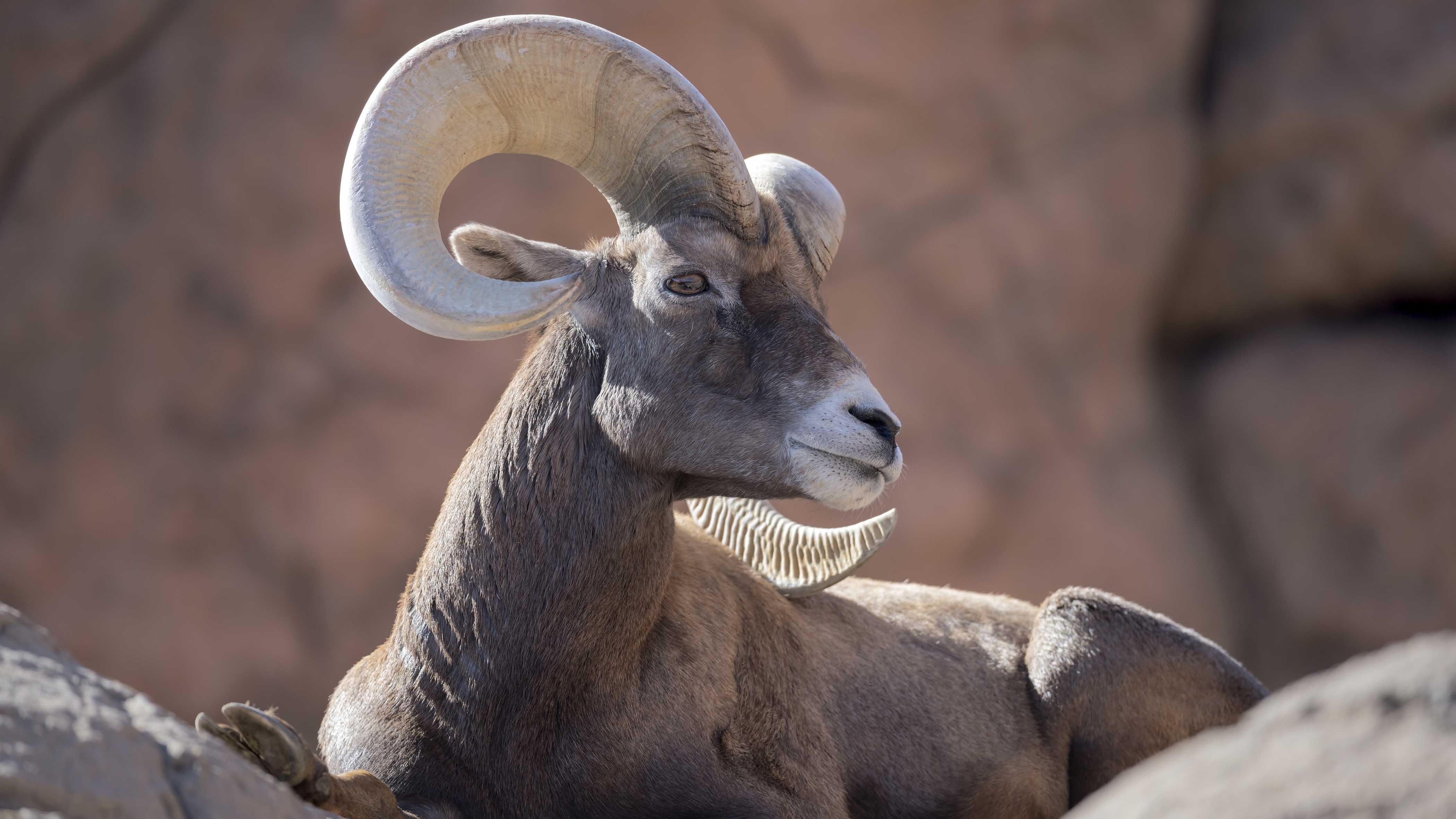 The Bane of the Bighorn: Domestic Sheep and a Deadly Bacteria