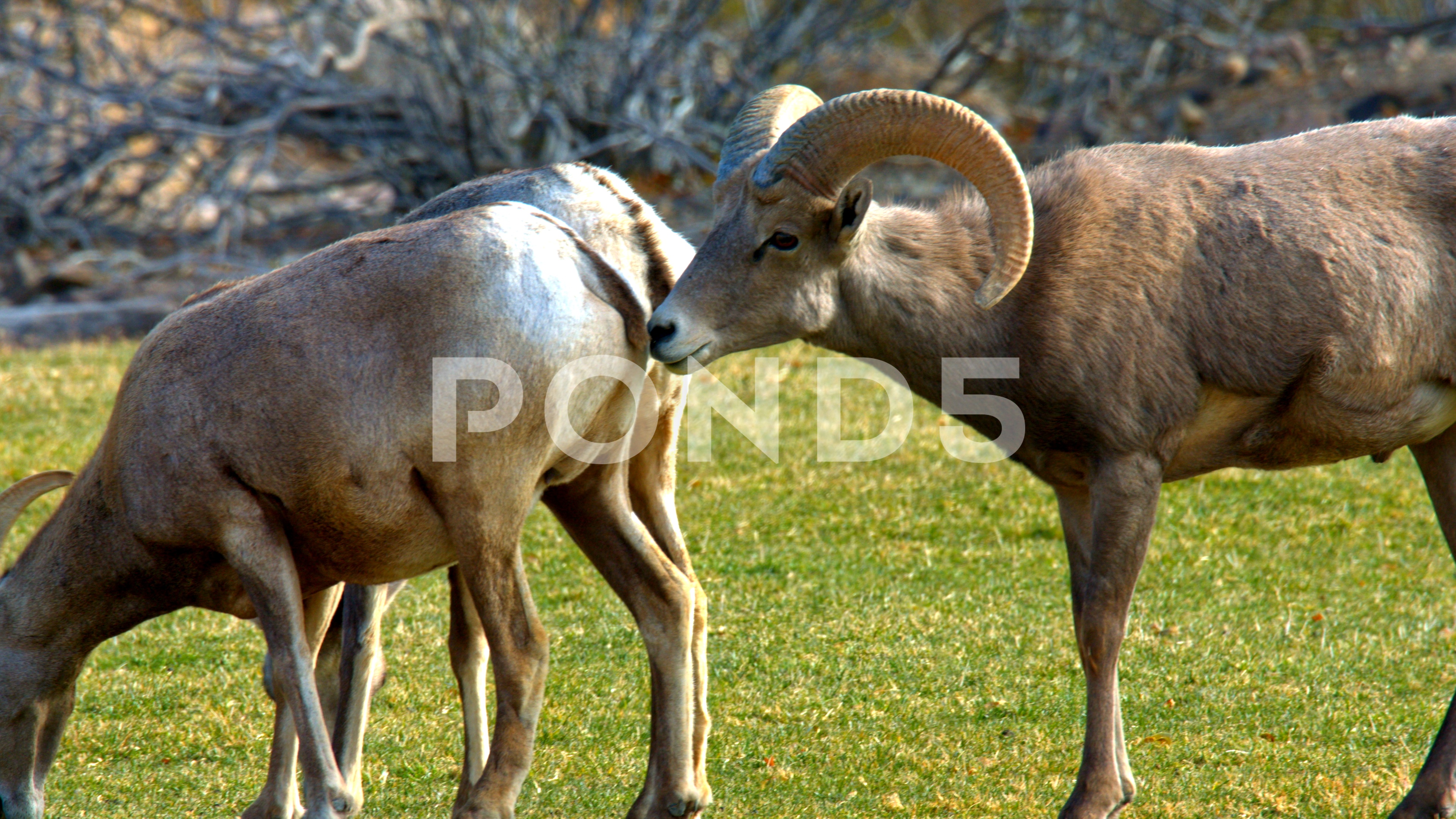 WIld Bighorns in Mating Season ~ Stock Footage #83718423