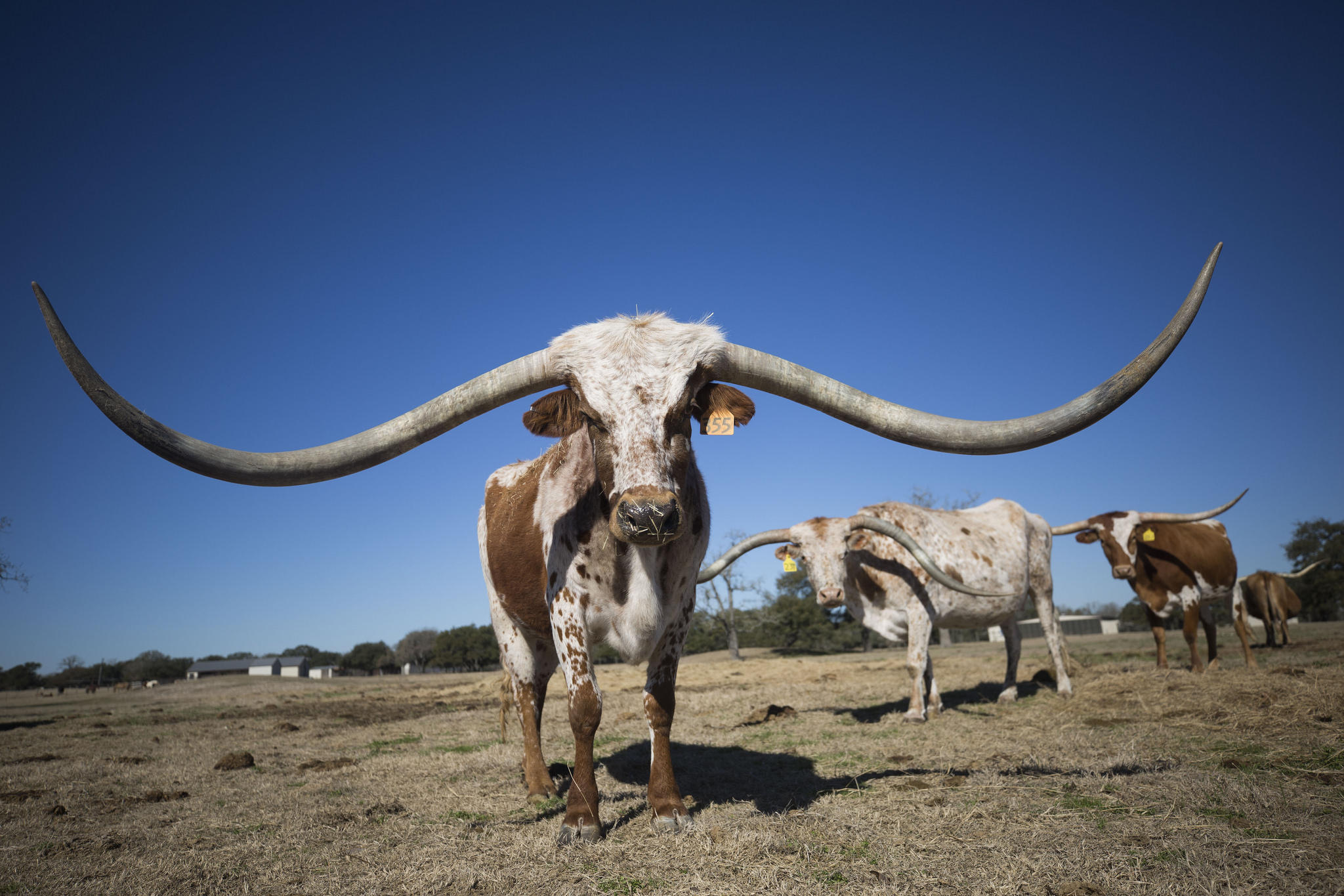 A $380,000 Longhorn? A Look At The Never-Ending Race For The Biggest ...