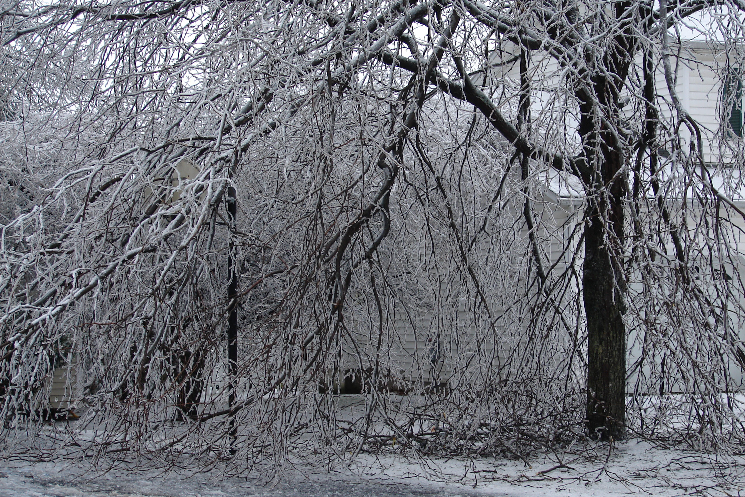 Big icy tree photo