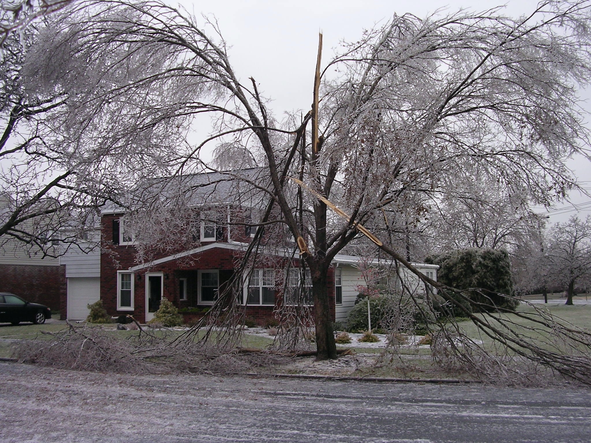 Ice Damage to Trees | Garden Housecalls