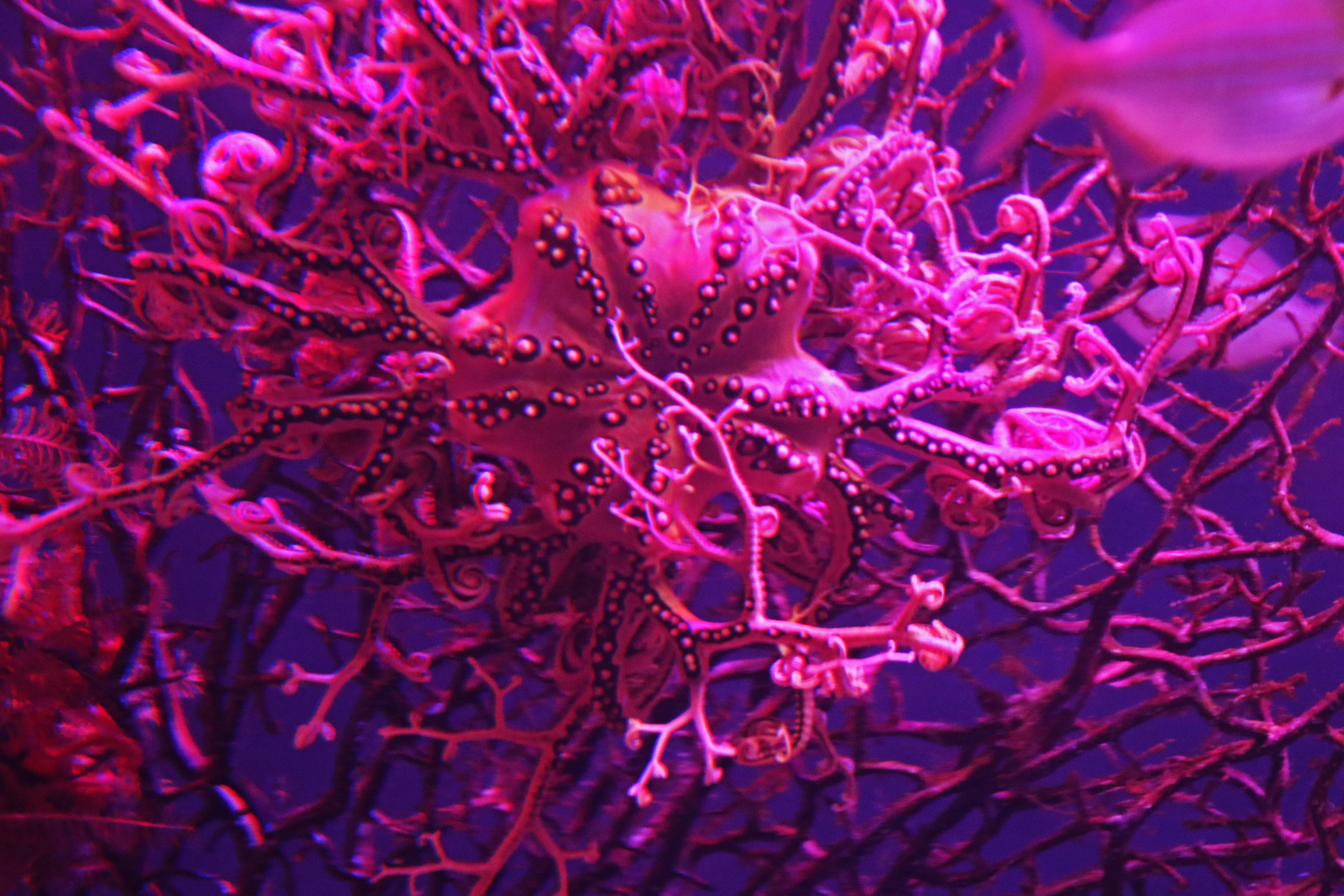 Big purple coral in the sea photo