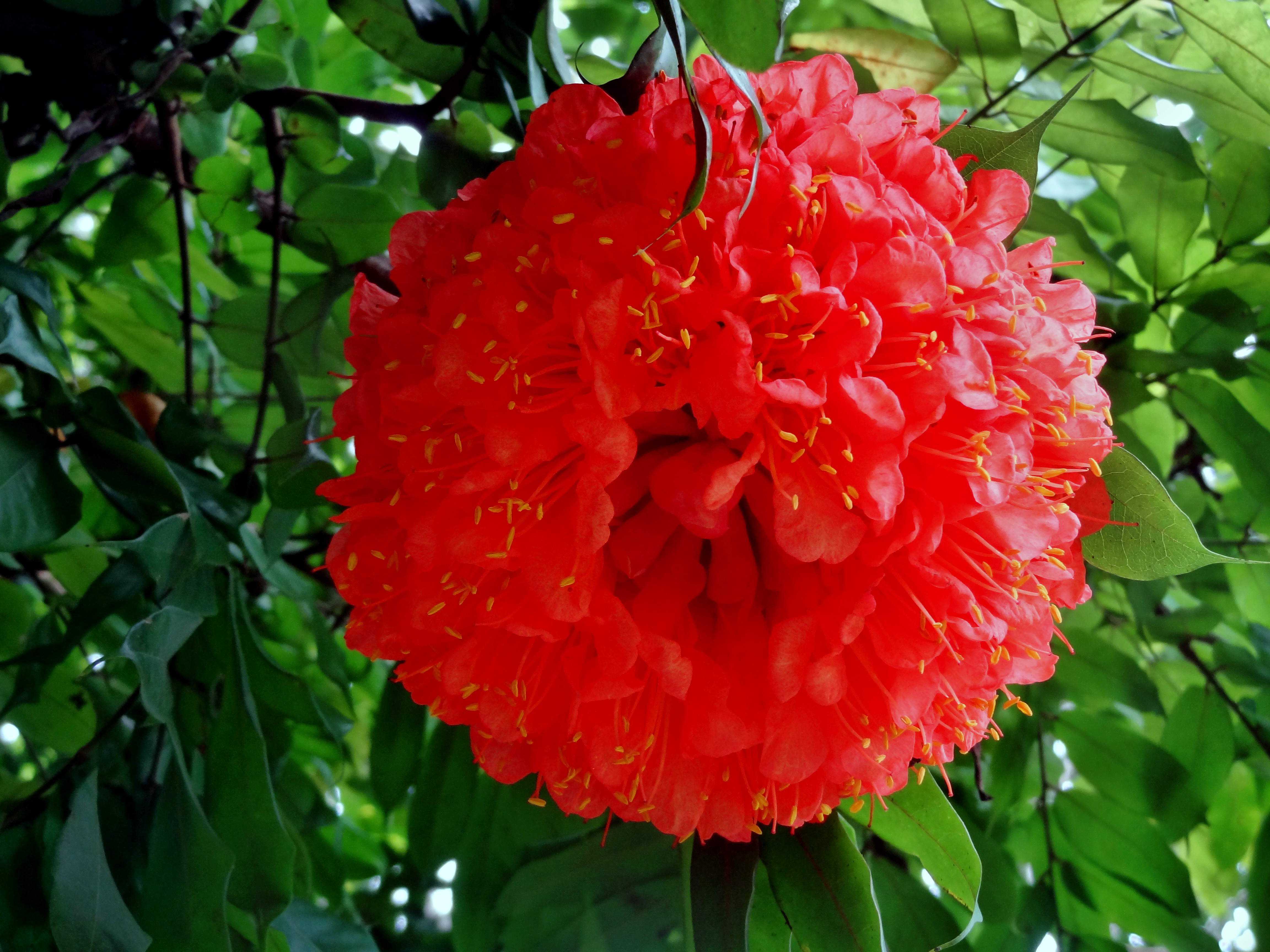 Big Red Flower, Big, Bloom, Flower, Flower photos, HQ Photo
