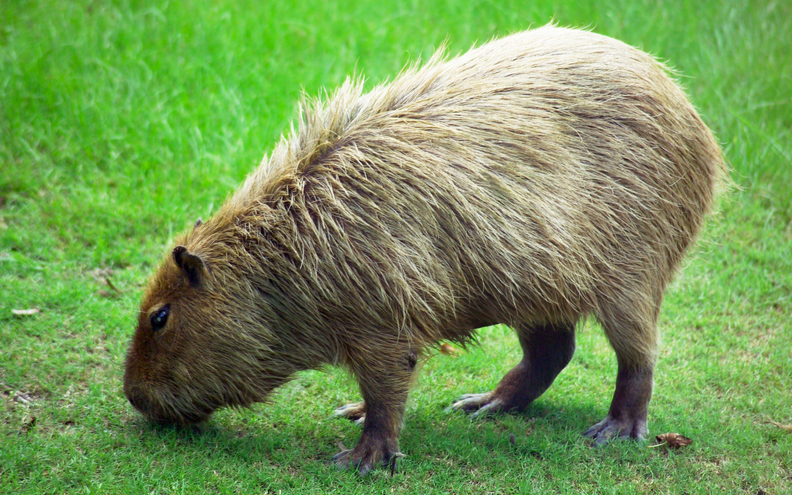 The Largest Rodent in the World