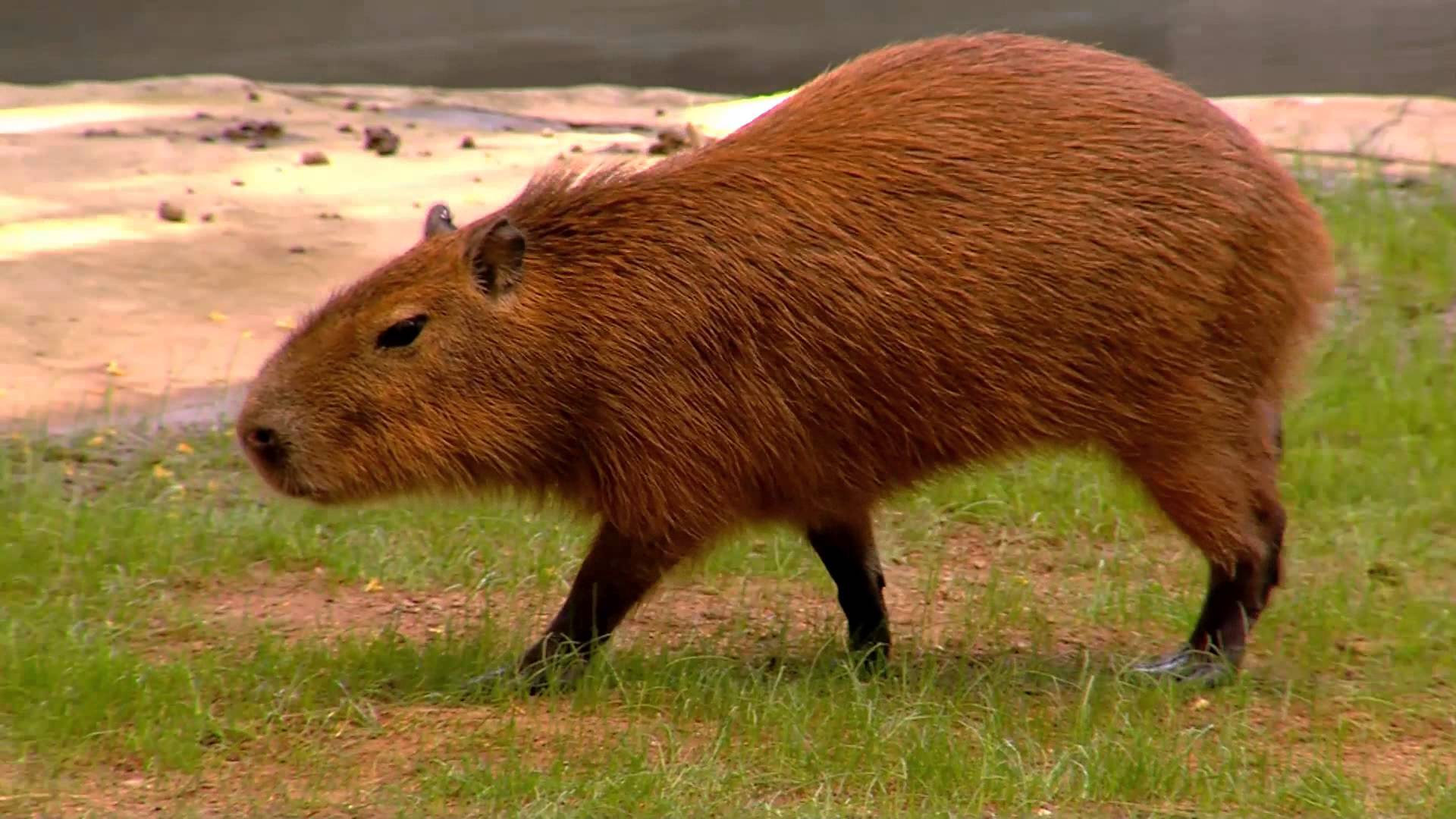 Capybara World's Largest Rodent - Cincinnati Zoo - YouTube