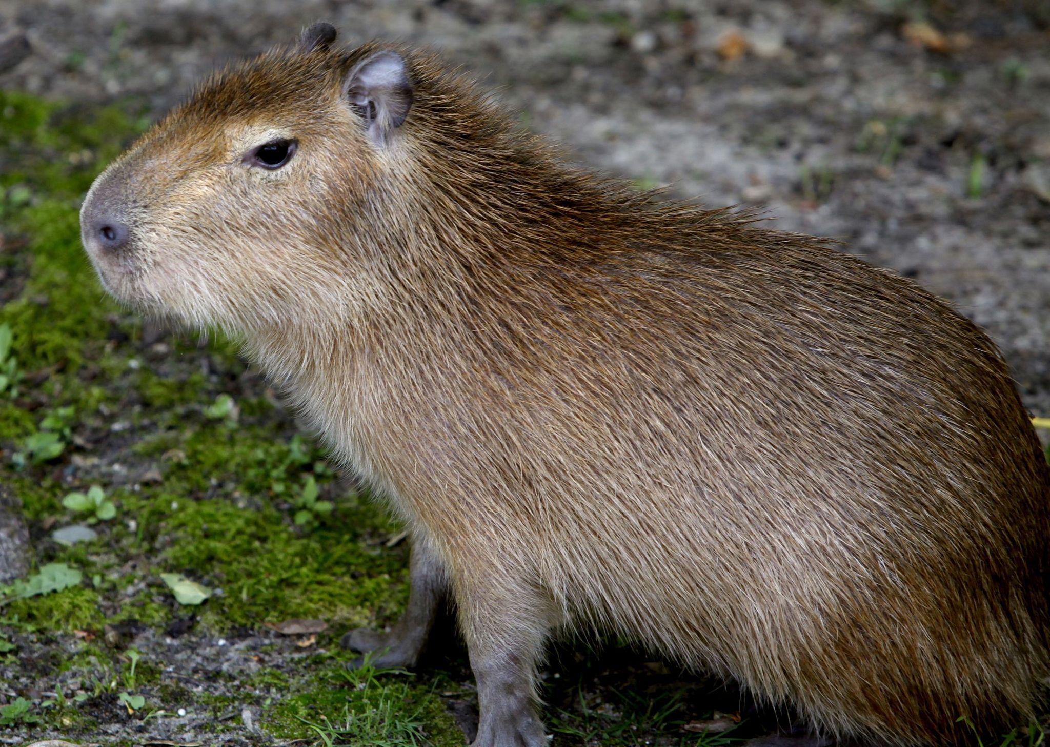 Exhibit featuring baby Capybaras, largest rodent species, opens at ...