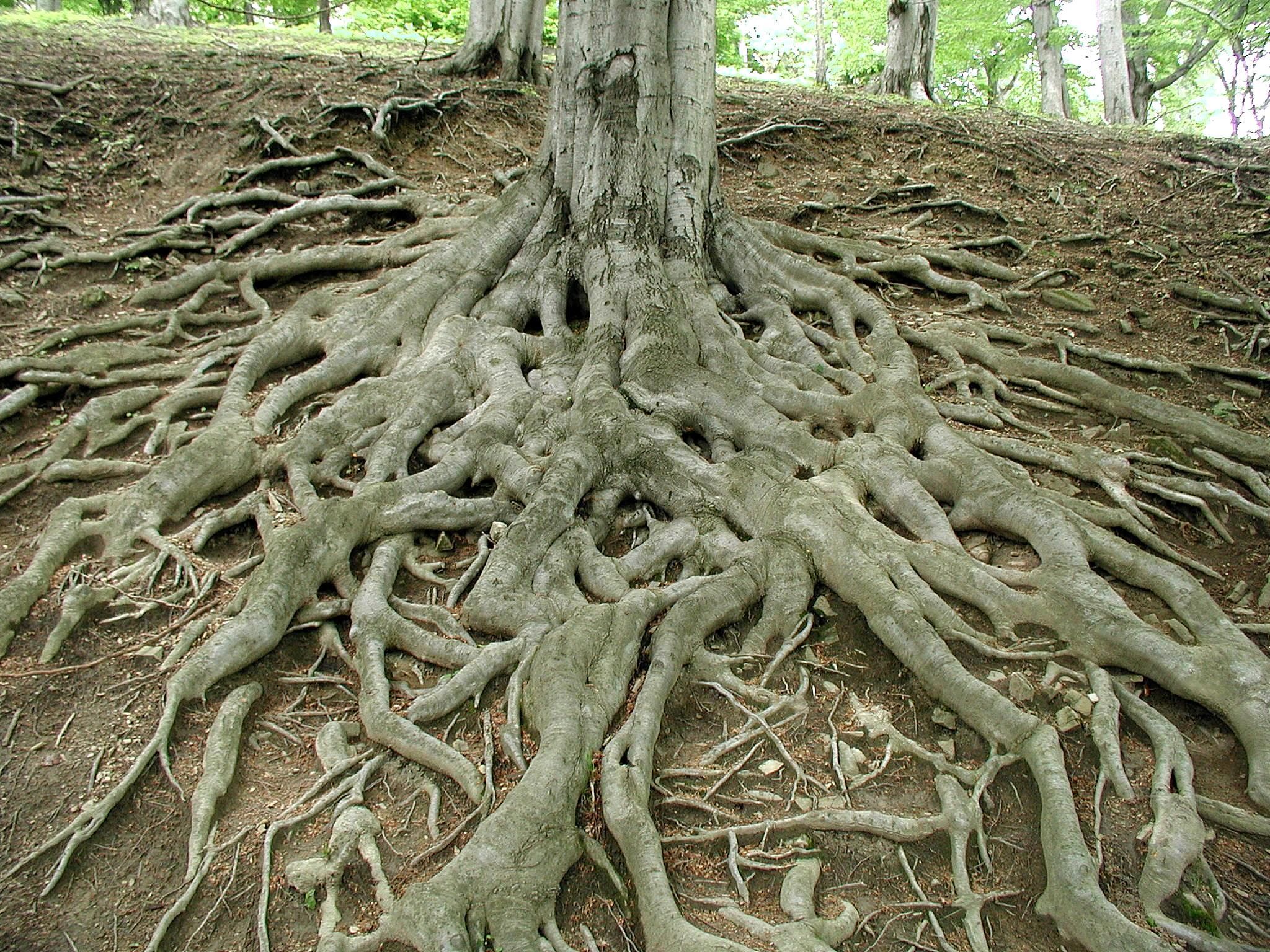 tree pictures free | Roots of big old tree free photo in gallery ...