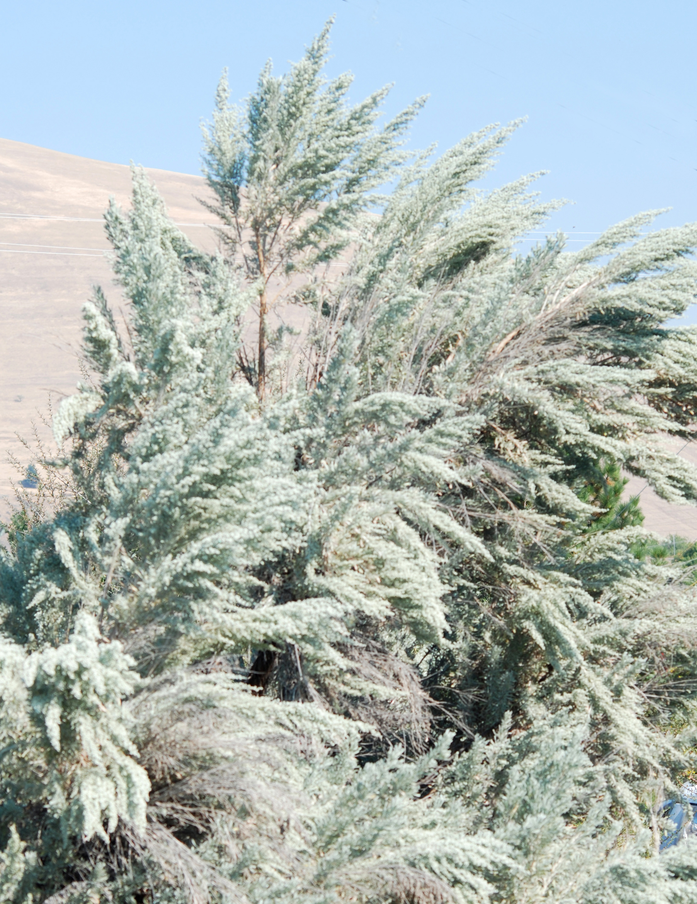 big sage (Artemisia tridentata v. tridentata) - Blackfoot Native ...