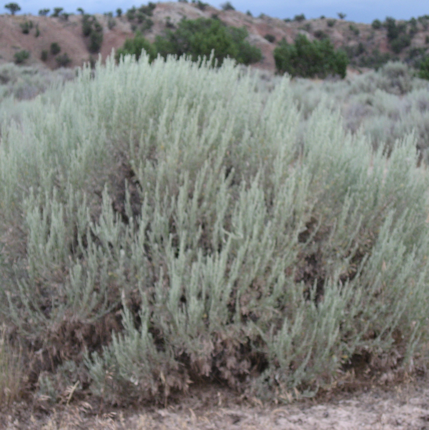 Stevenson Intermountain Seed | Artemisia tridentata ssp ...