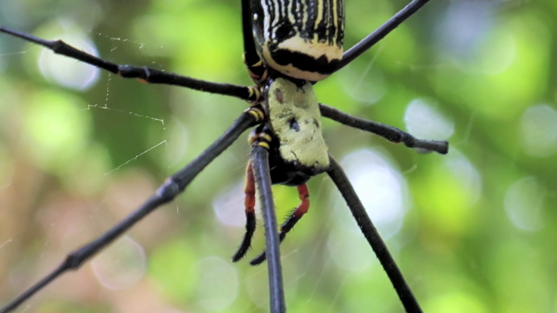 Giant wood spider, Nephila maculata. Golden orb-weavers know as ...