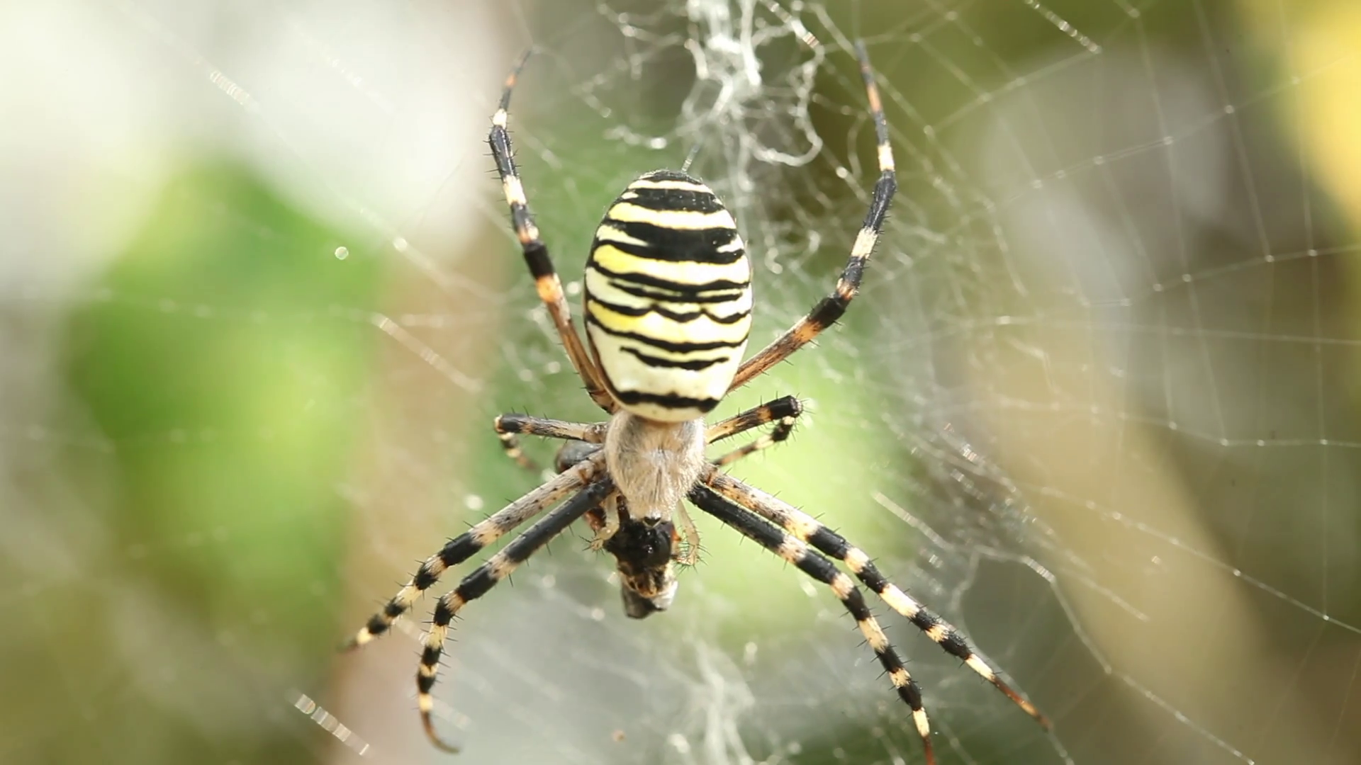 Macro close up on Spider eating Prey. Scary. Black and yellow ...