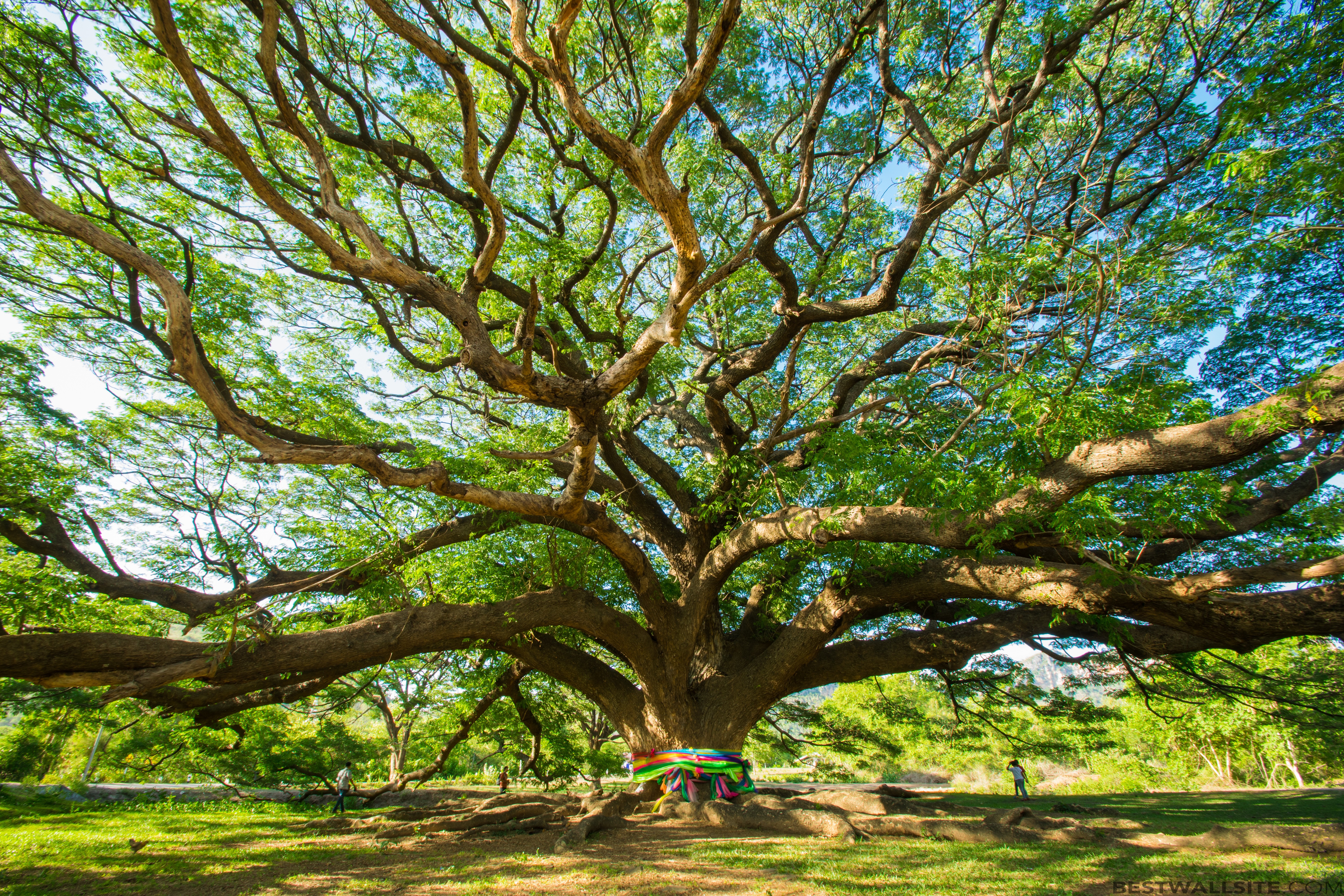 Beautiful Big Tree | BestWallSite.com