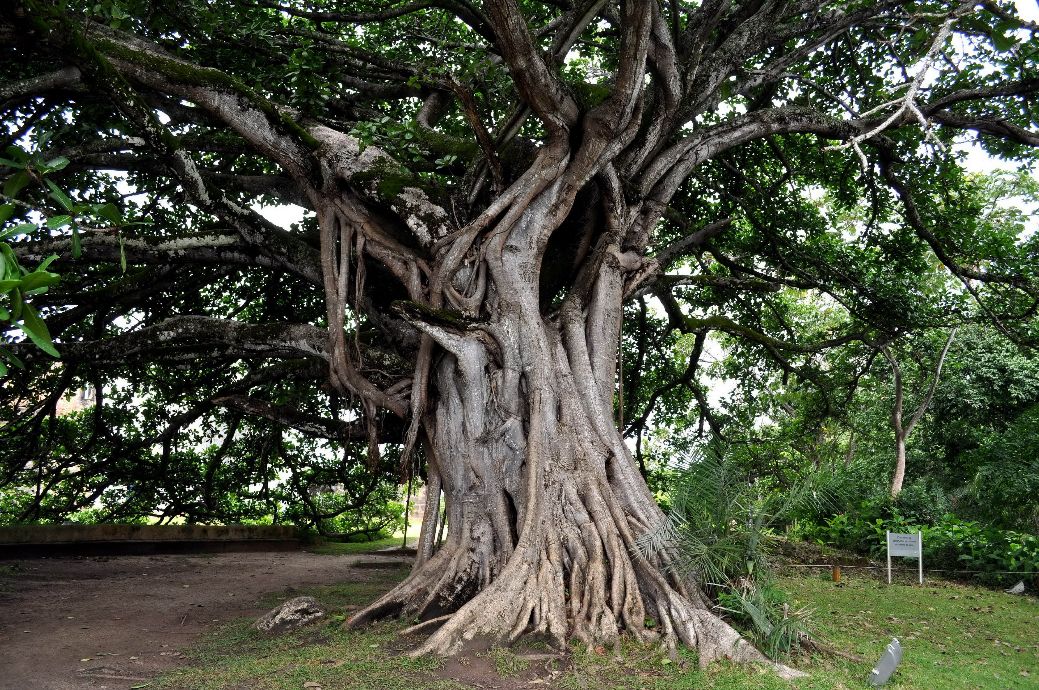 Free picture: old, big tree, big, roots