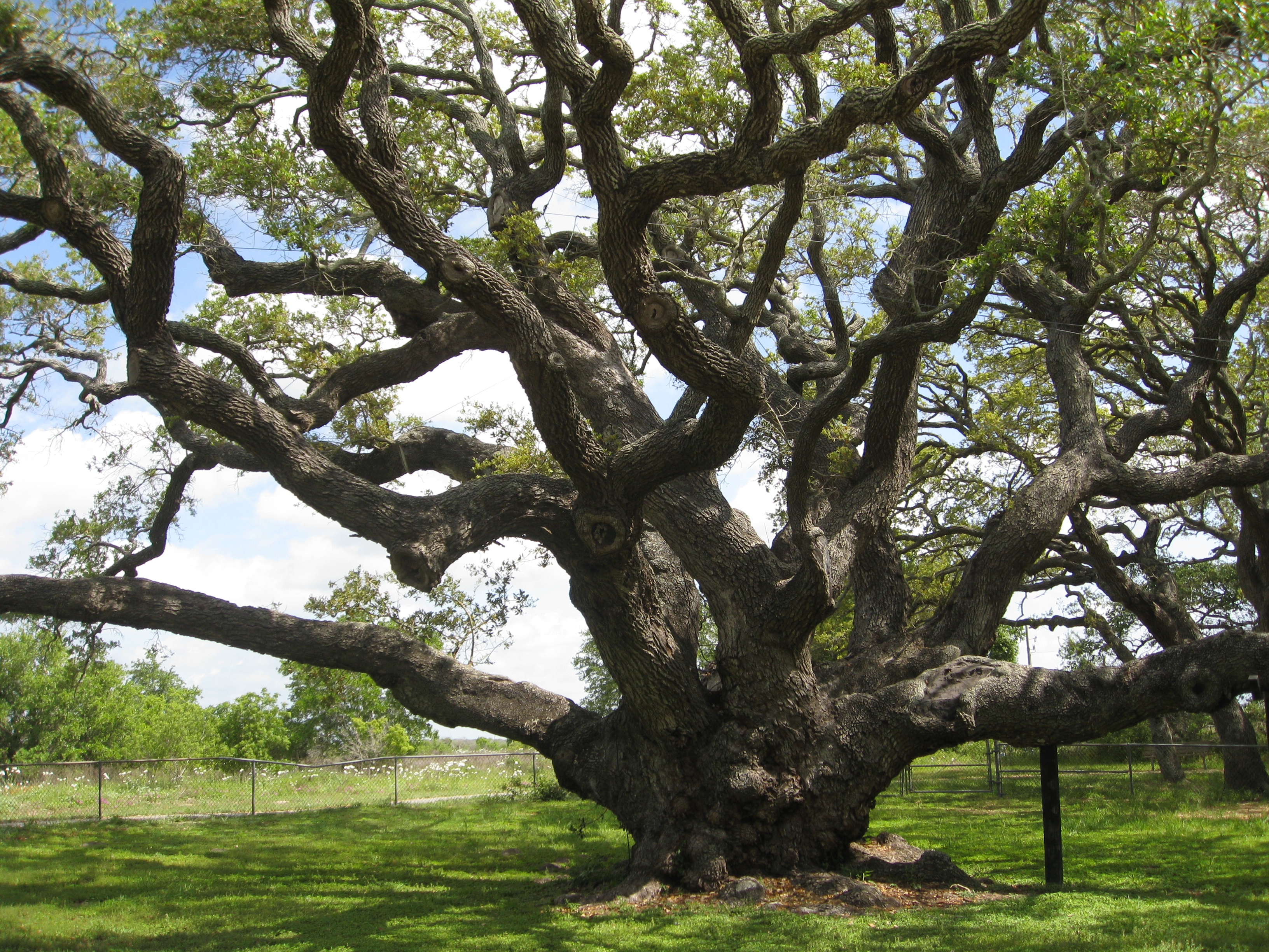 Big Tree | Pat Bean's blog
