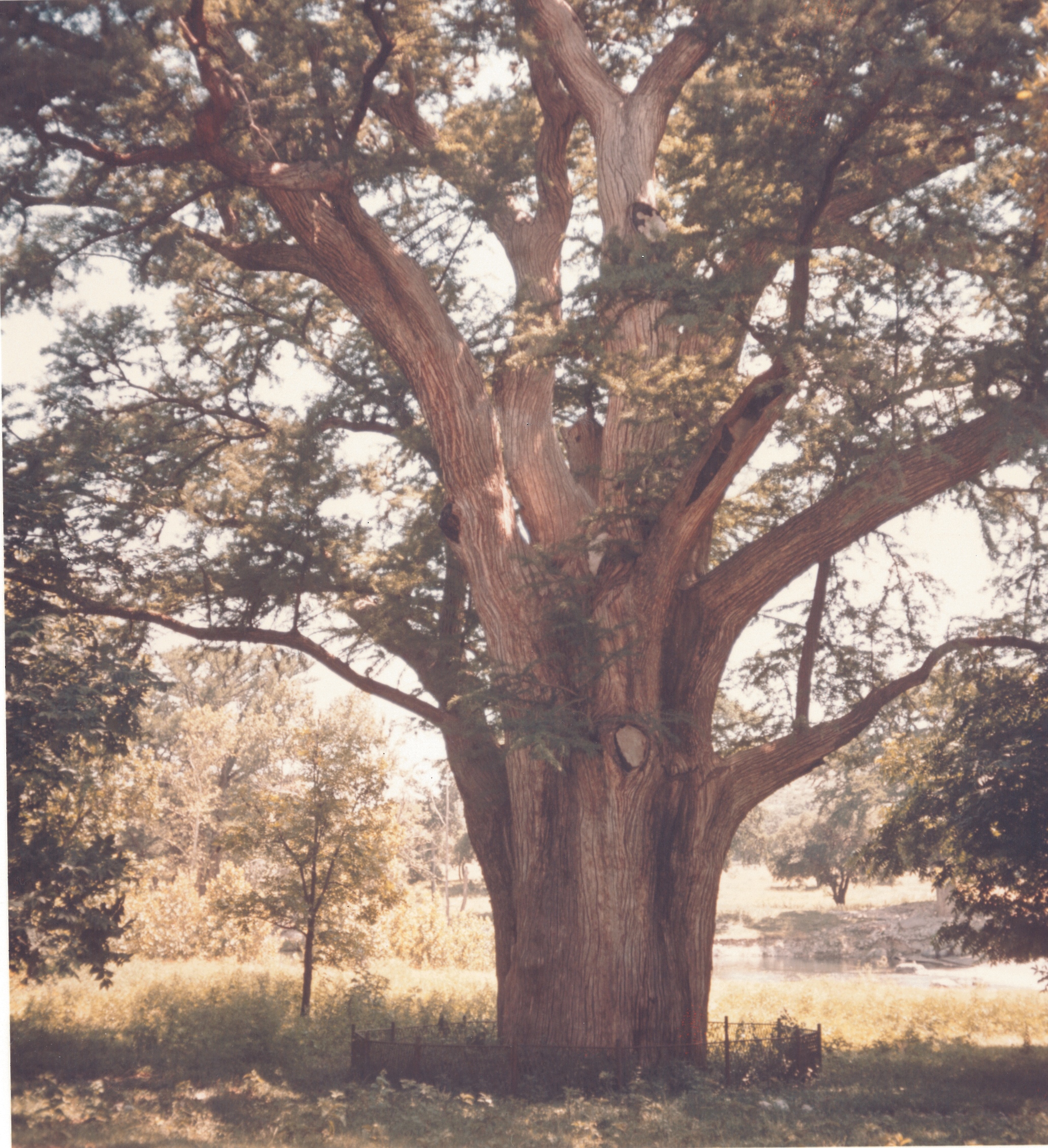 Big Tree Ranch Bald Cypress Historic.jpg?n=2176