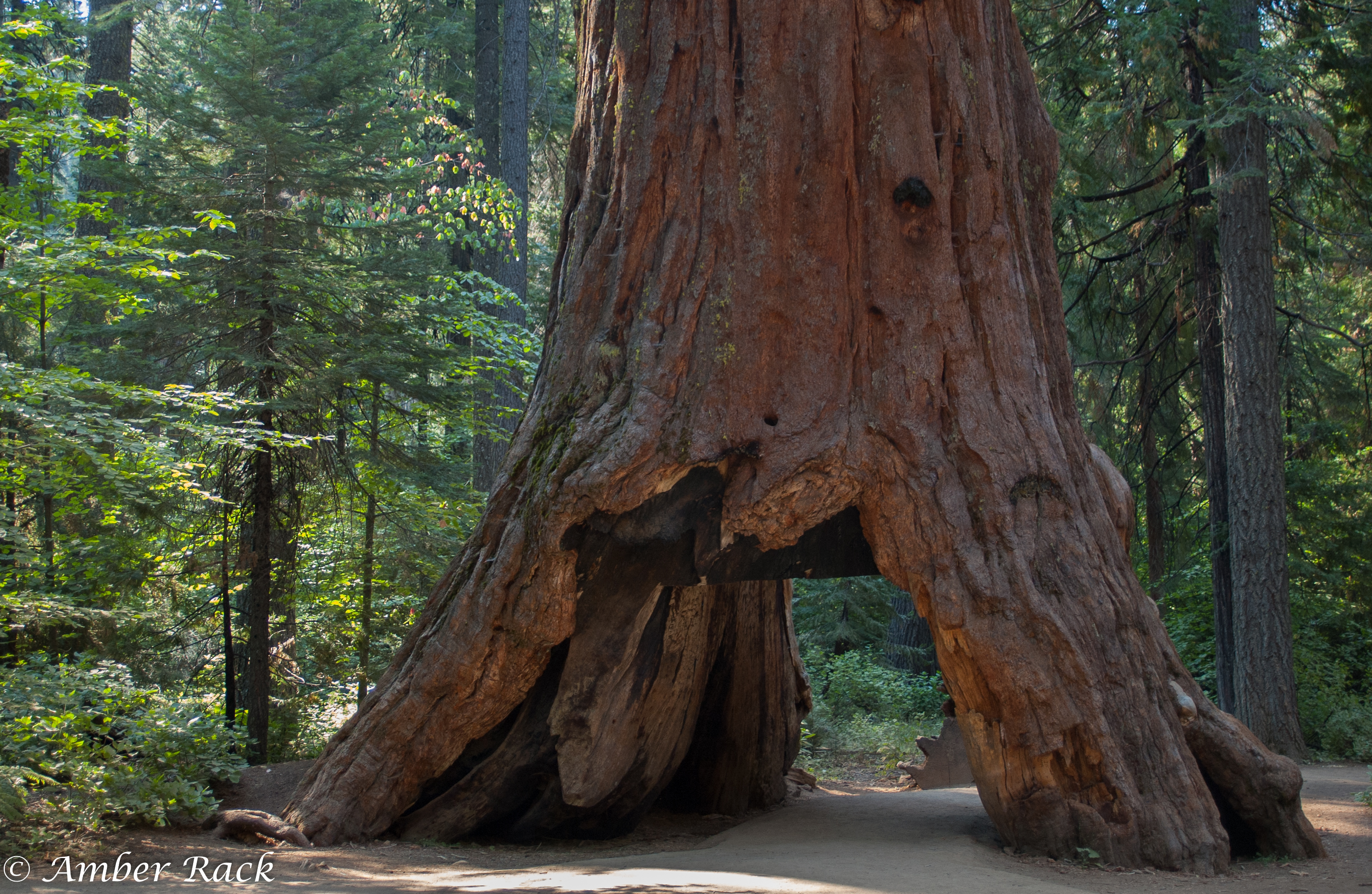 A Little Giant Sequoia History – Calaveras Big Trees Association