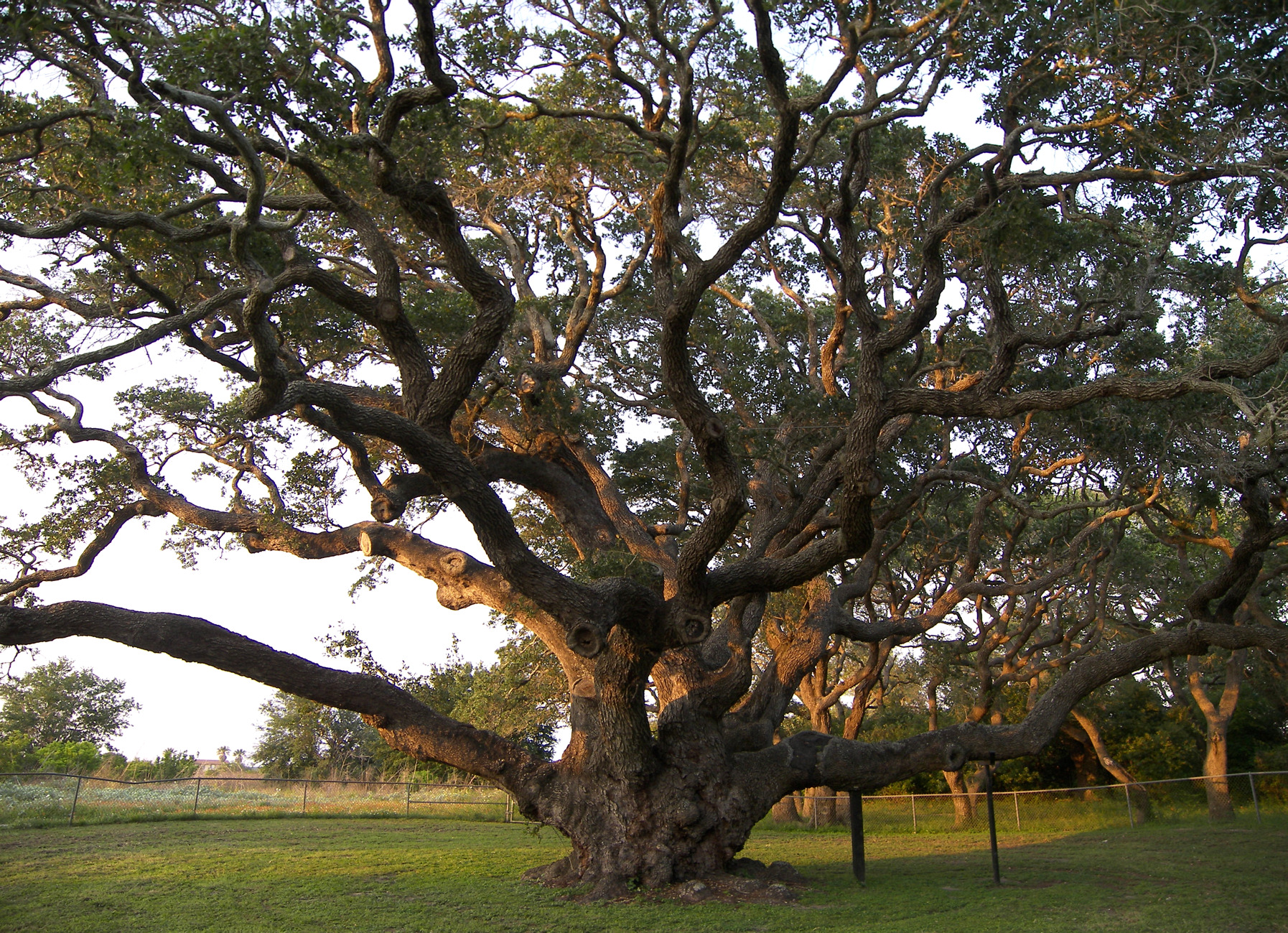 File:Big tree.jpg - Wikimedia Commons