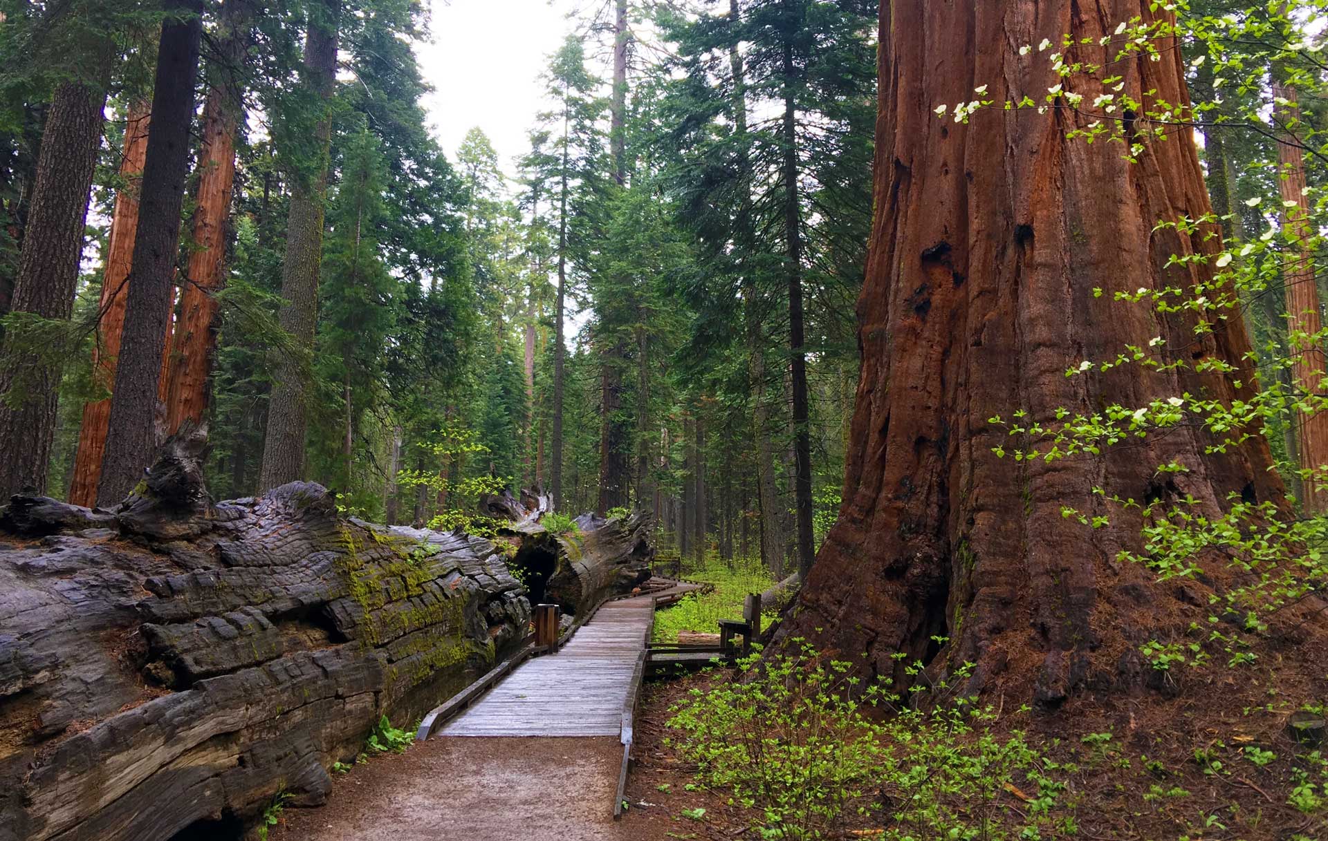 Calaveras Big Trees State Park Recreation among the giant sequoias