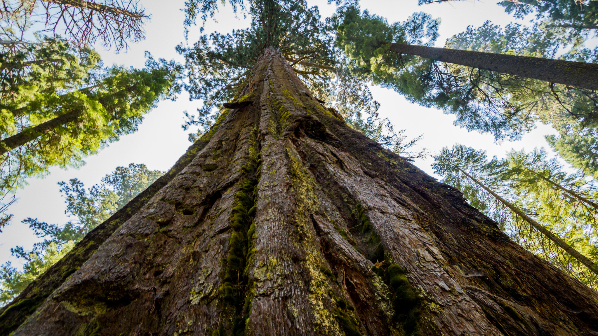 Scientists Have Discovered a Way to Make Trees Grow Bigger and ...