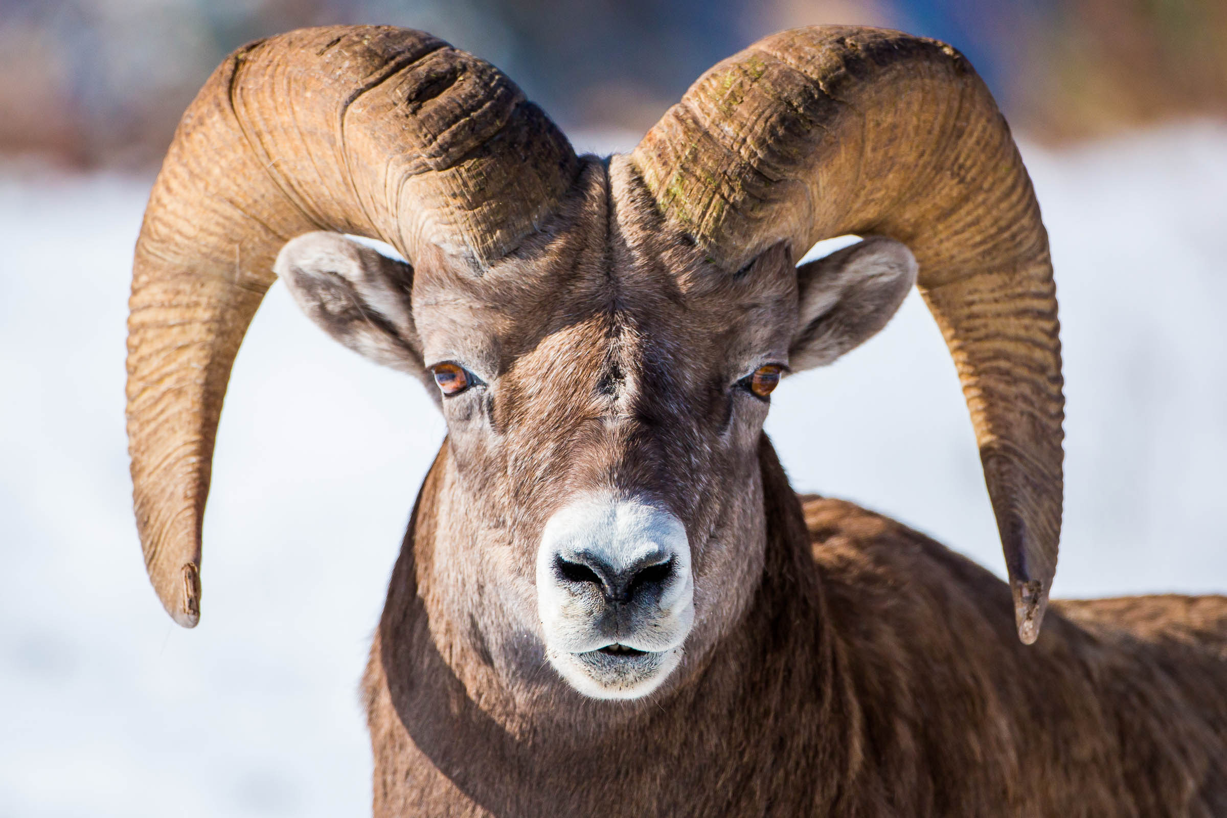 Rocky Mountain Bighorn Sheep | Christopher Martin Photography
