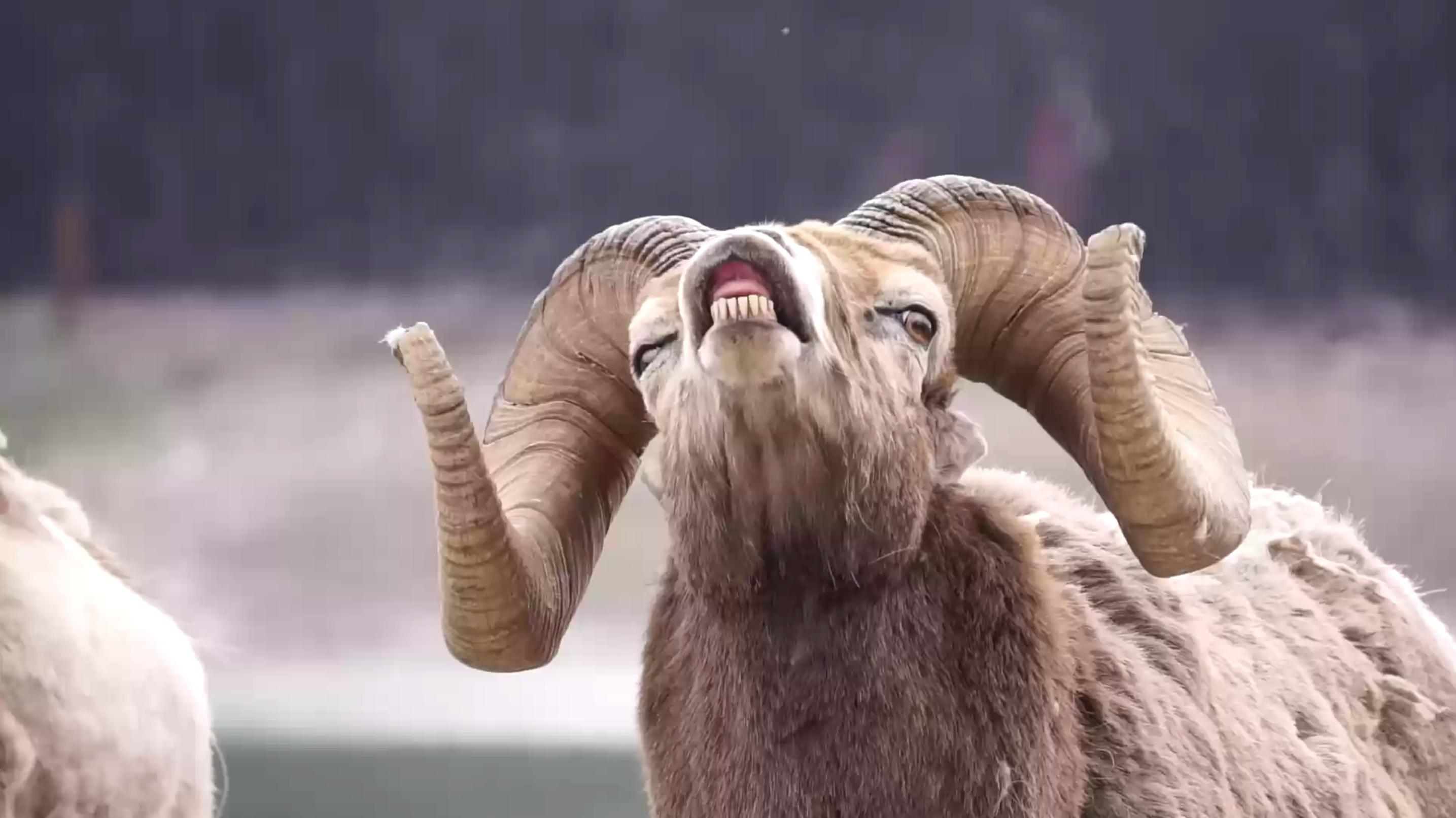 PsBattle: A head-on picture of a bighorn sheep : photoshopbattles