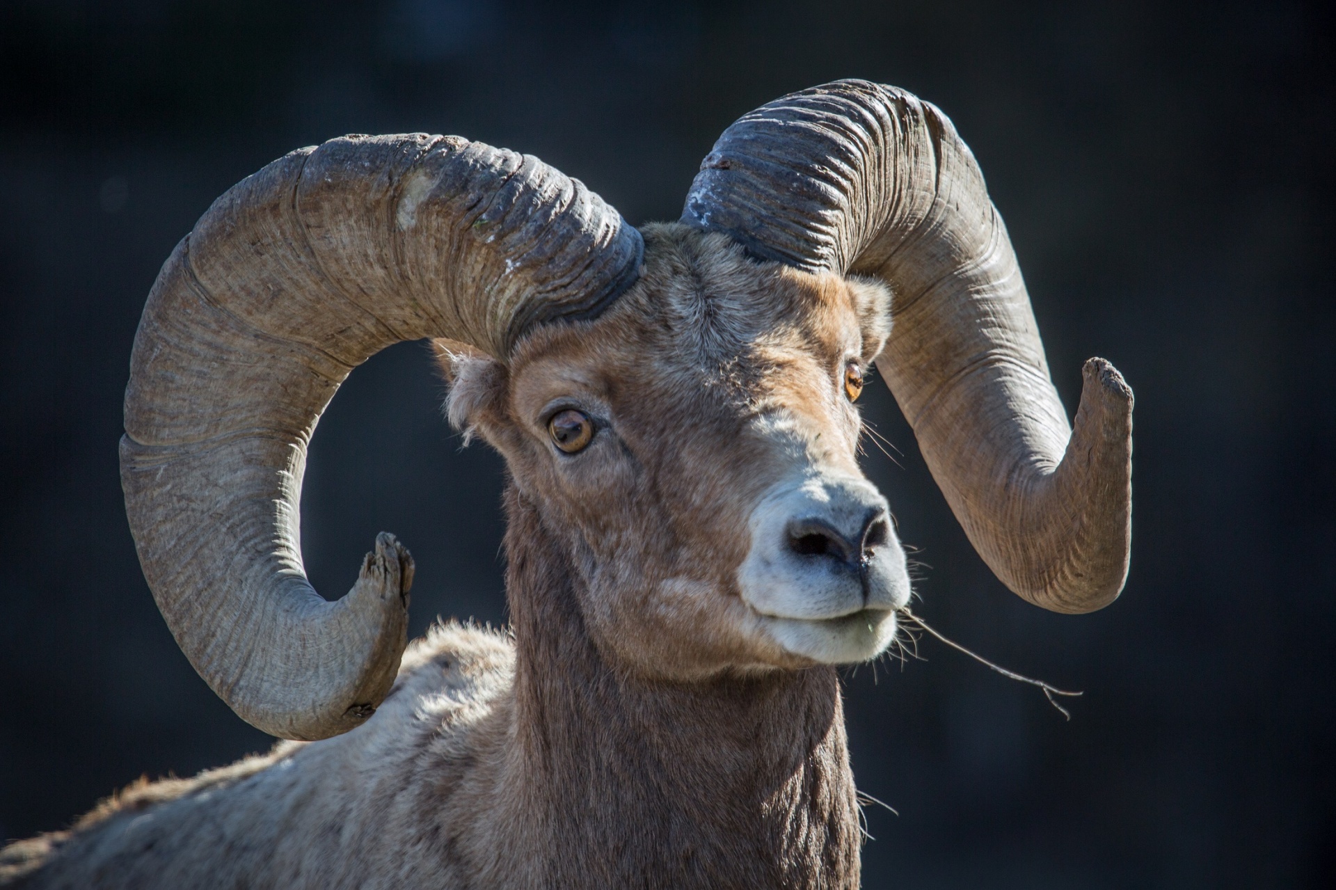 Bighorn Sheep Free Stock Photo - Public Domain Pictures