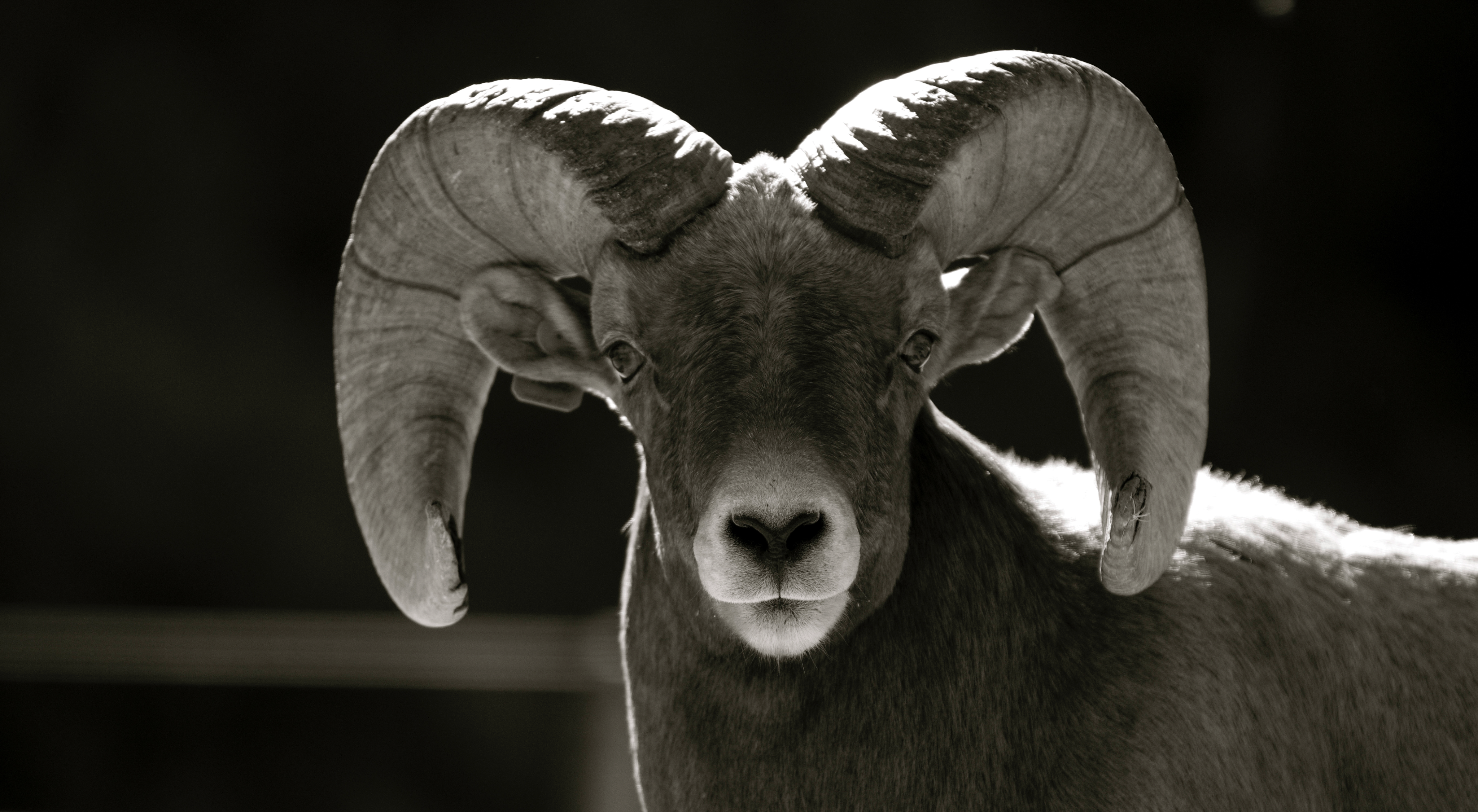 NWF Increases Bighorn Sheep Recovery Efforts : The National Wildlife ...